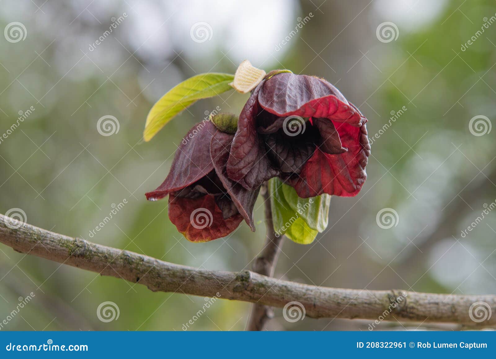 Pappaw asimina triloba imagem de stock. Imagem de flora - 208322961