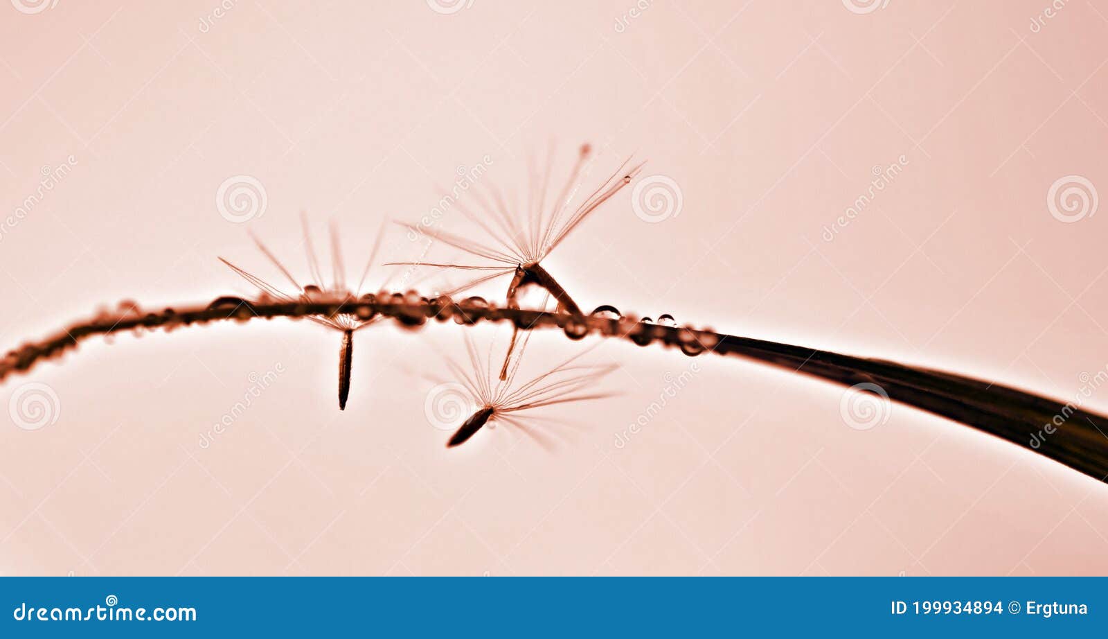 pappus attached to a blade of grass