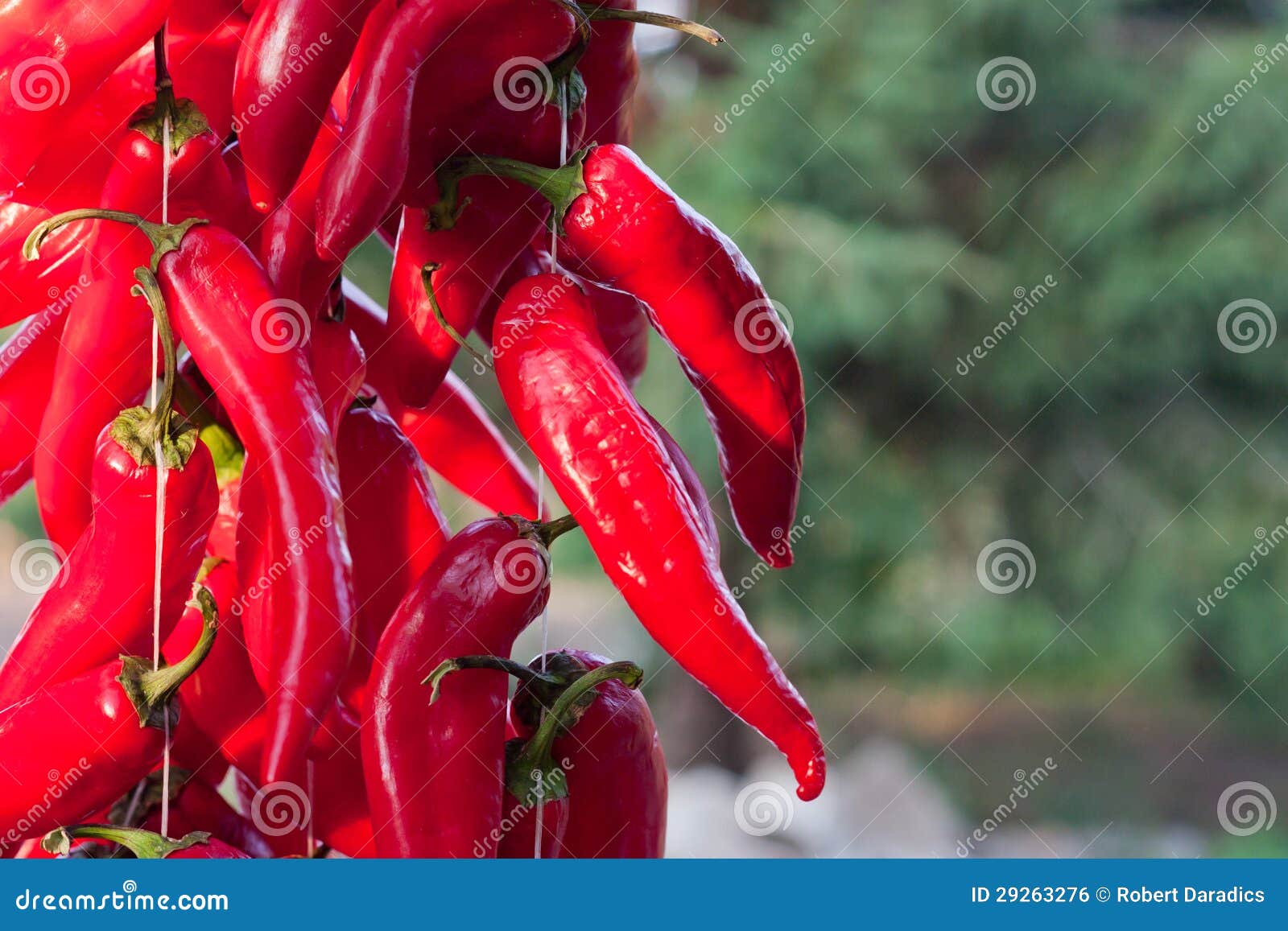 Paprika stock photo. Image of ingredient, dinner, cayenne 29263276