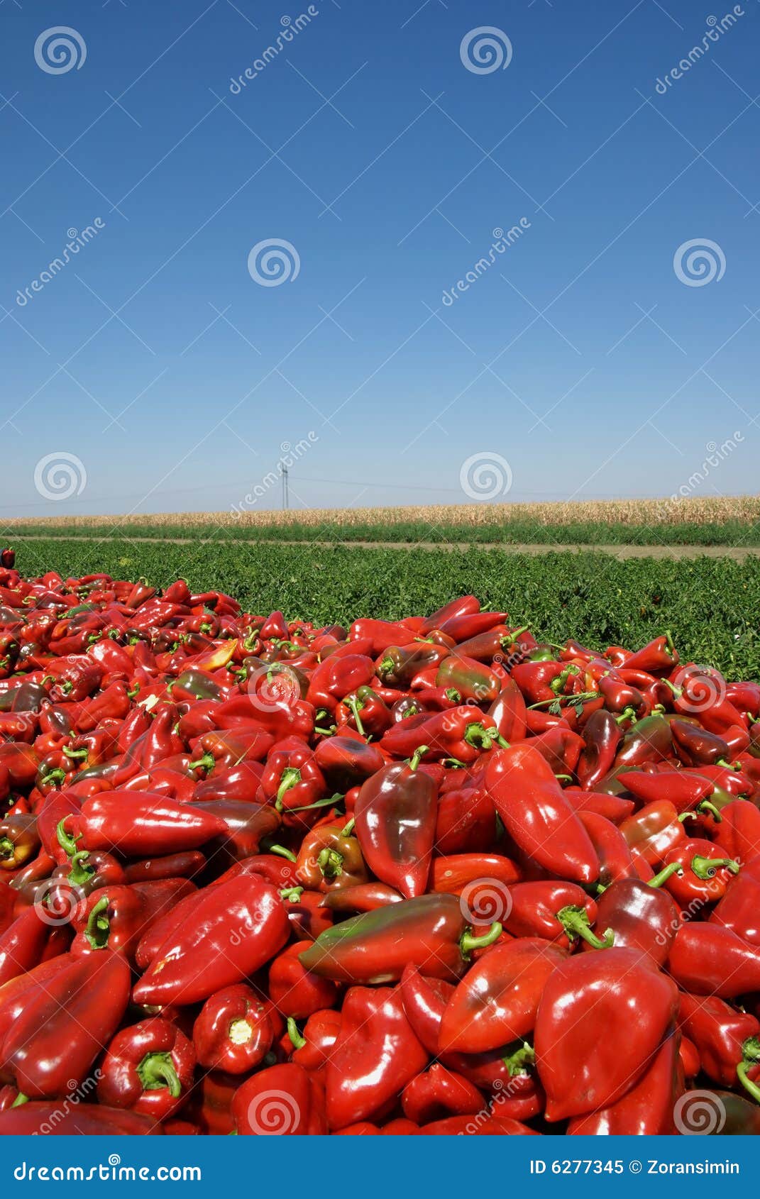 Paprika stock image. Image of fall, fresh, plantation 6277345