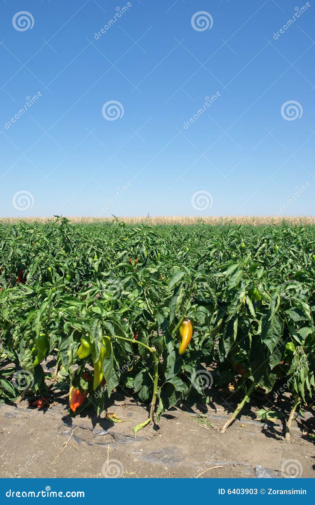 Paprika stock image. Image of harvest, vegetable, food 6403903