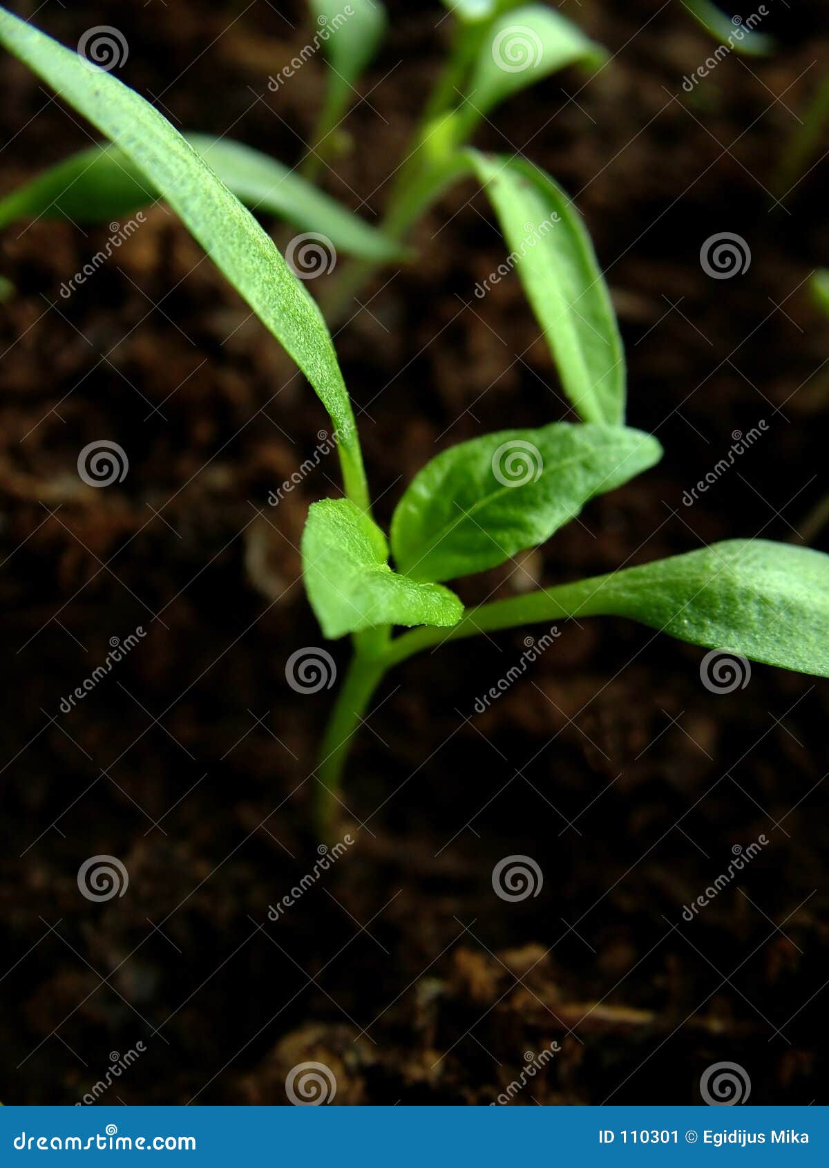 Paprika growing 1 stock image. Image of growth, plant, growing 110301