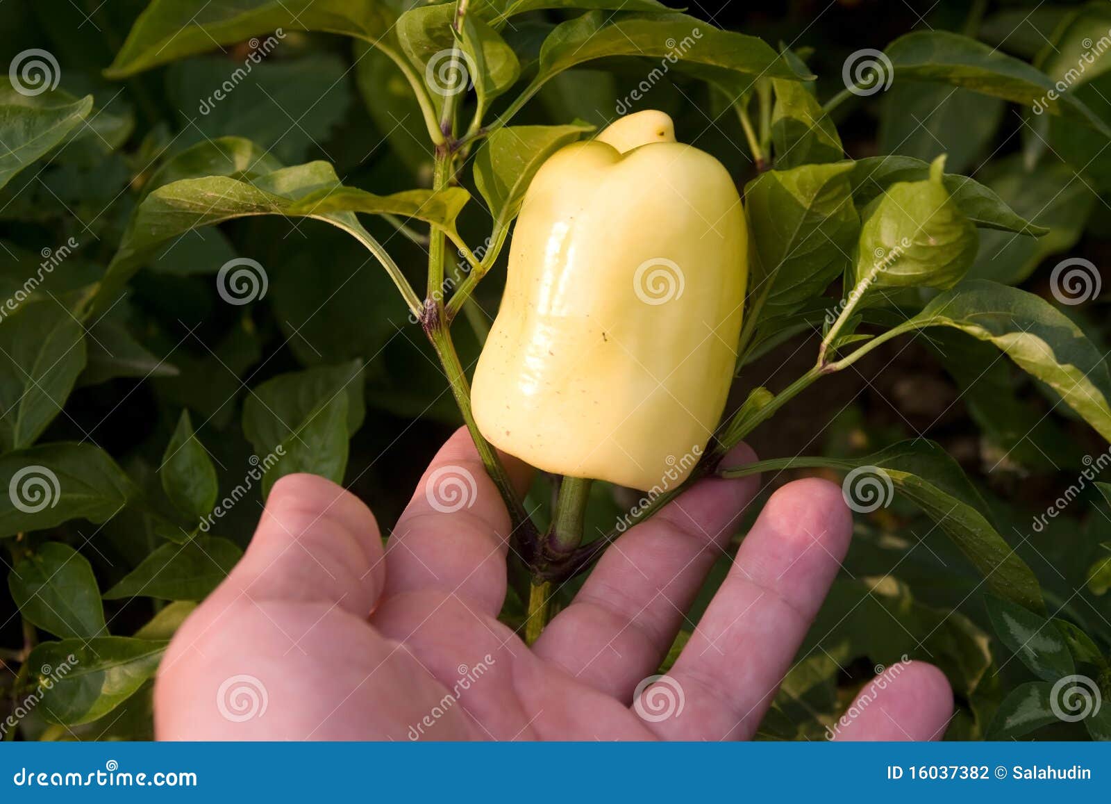 Paprika in hand stock photo. Image of gardening, heap 16037382
