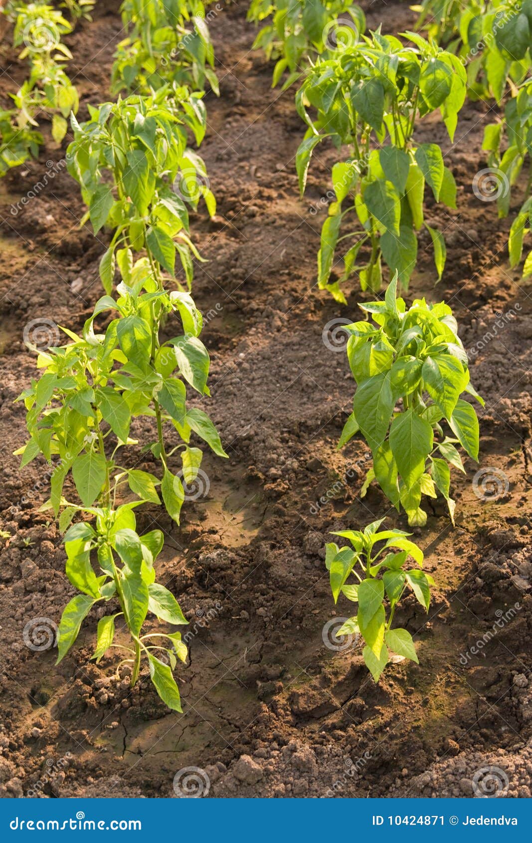 Paprika plants stock image. Image of paprika, capsicum 10424871