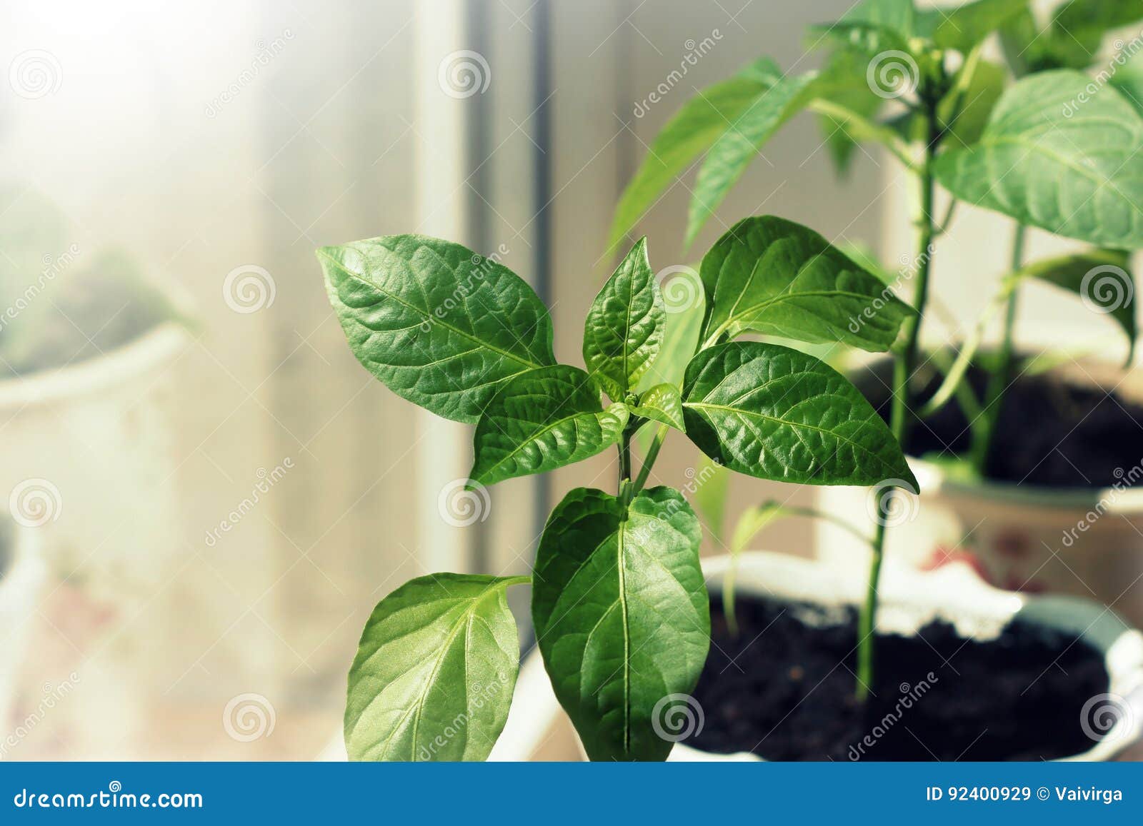 Paprika Plants Growing in Pots Indoor Stock Image Image of pepper, paprika 92400929