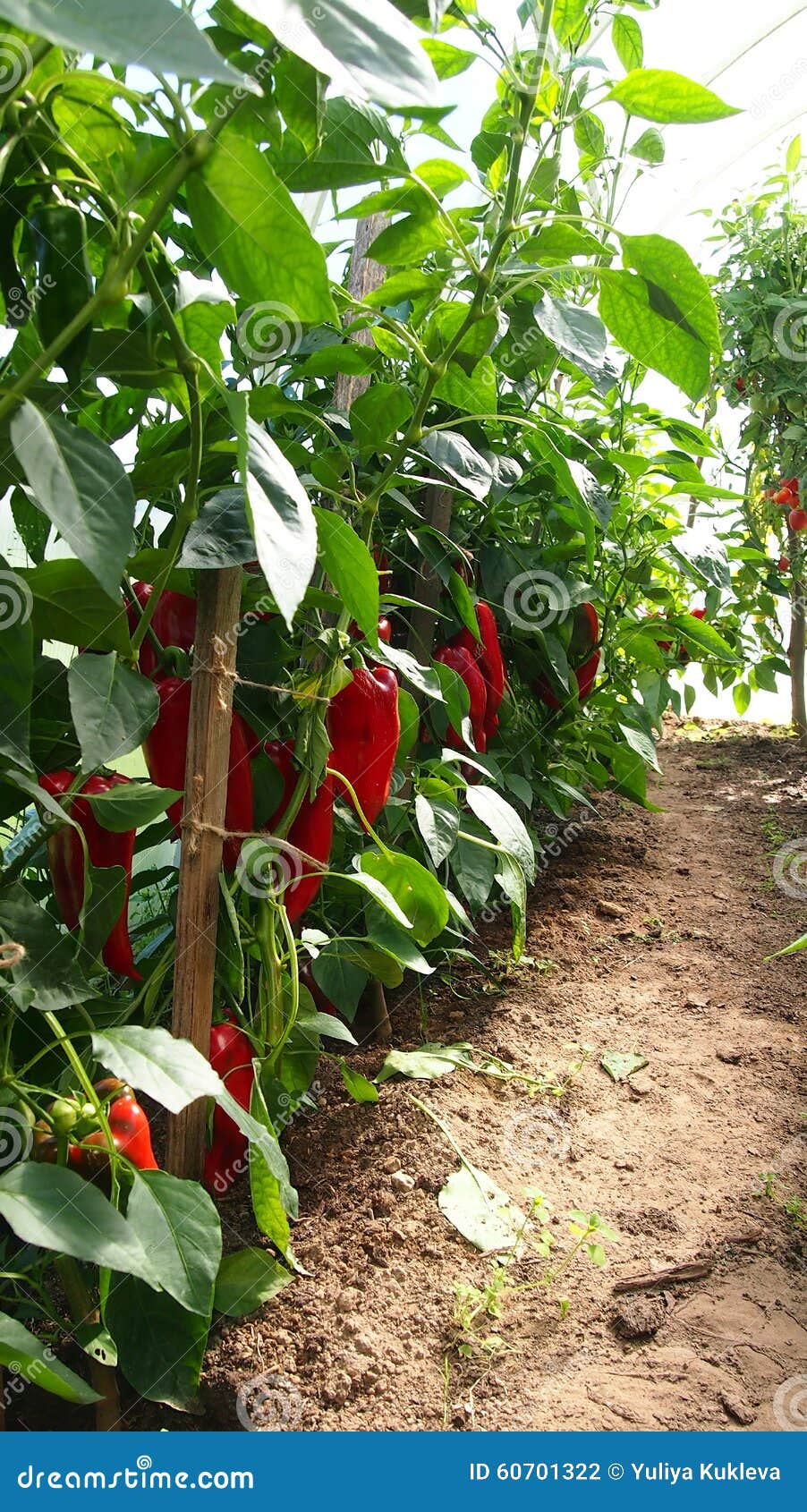Paprika stock photo. Image of hotbed, growing, conservatory 60701322