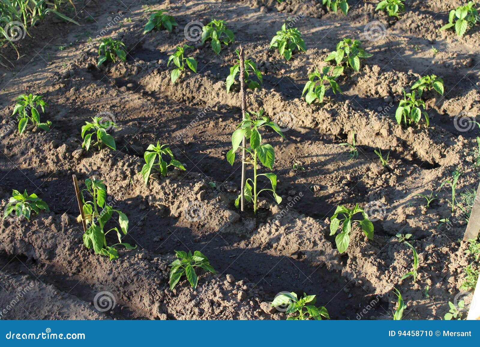 Paprika seedling stock photo. Image of cook, vegetables 94458710