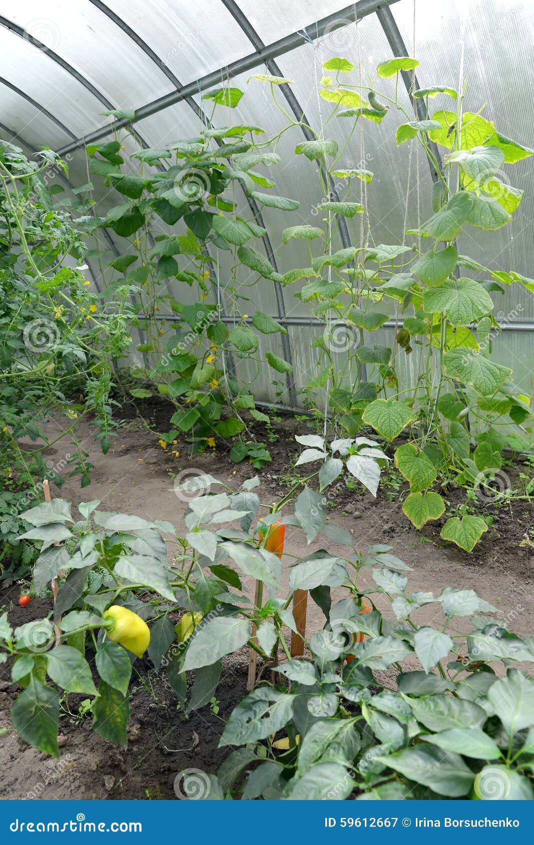 Paprika Und Gurken Wachsen Im Gewachshaus Stockbild Bild Von Gurken Wachsen