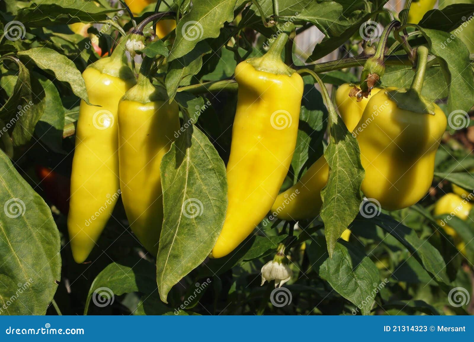 Paprikas stock image. Image of vitamine, fresh, fine 21314323