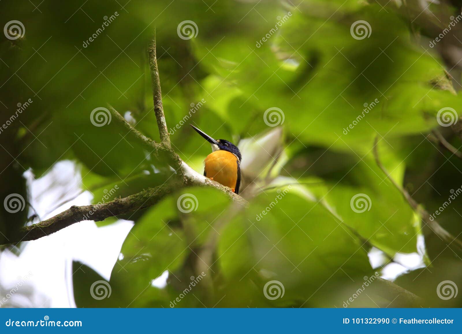 papuan dwarf kingfisher
