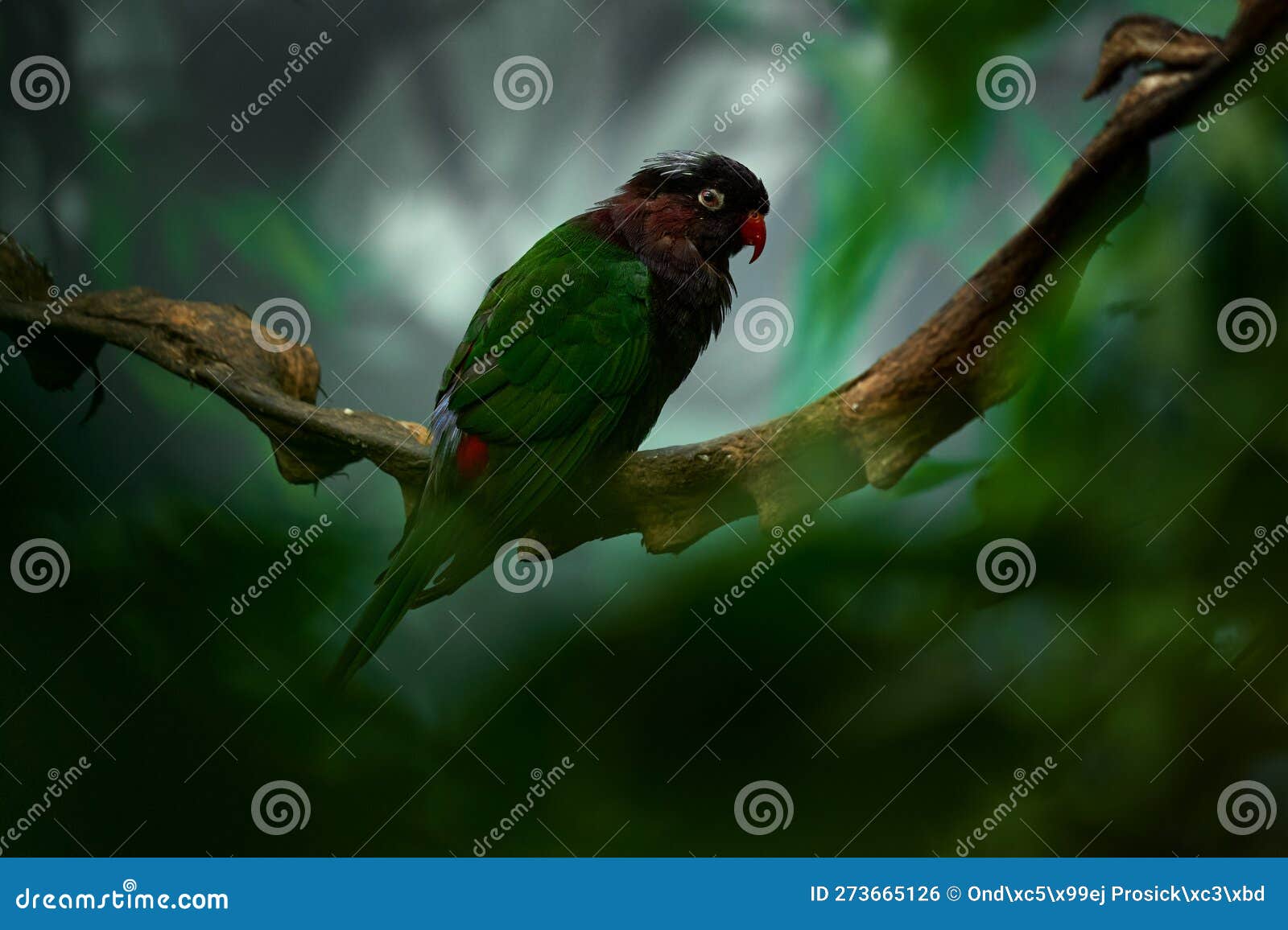 papuan stella's lorikeet, charmosyna papou stellae, west papua tropic forest. greem red, black parrot in the nature habitat.
