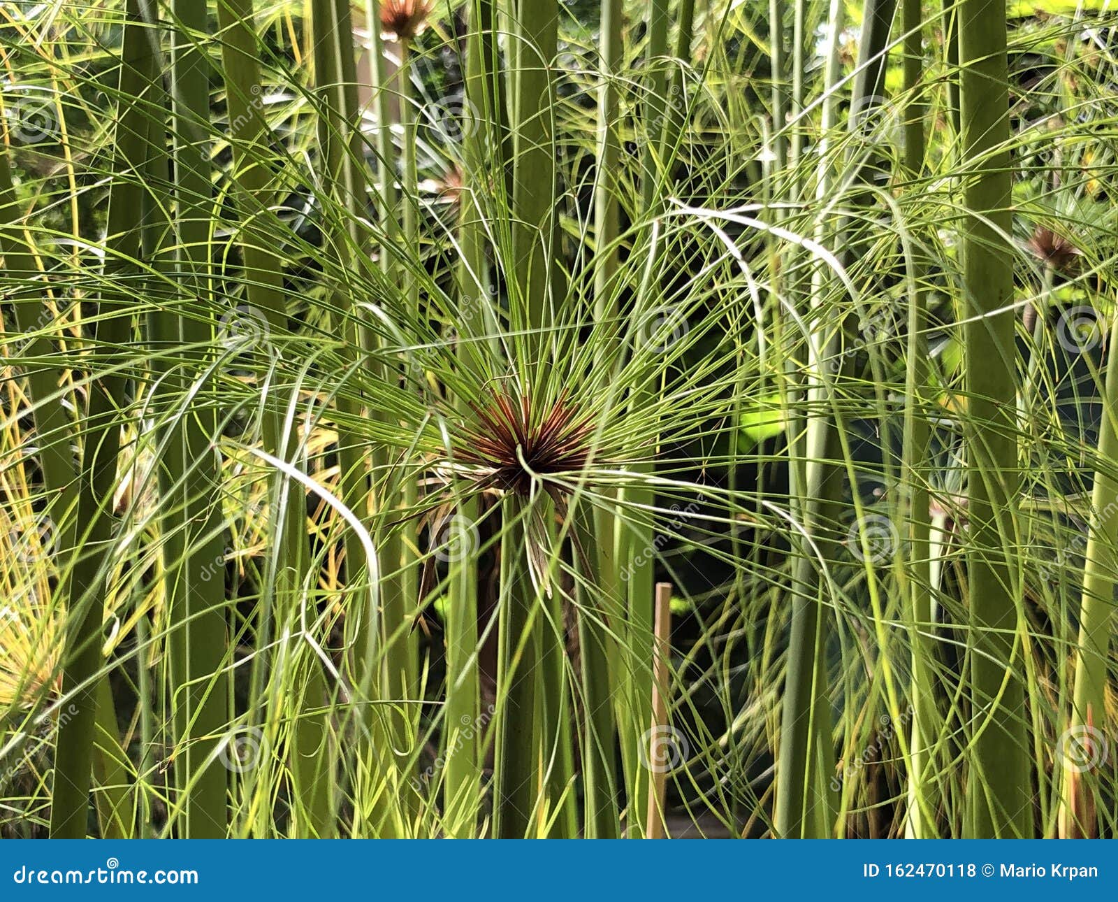 papyrus reeds papyrus reeds