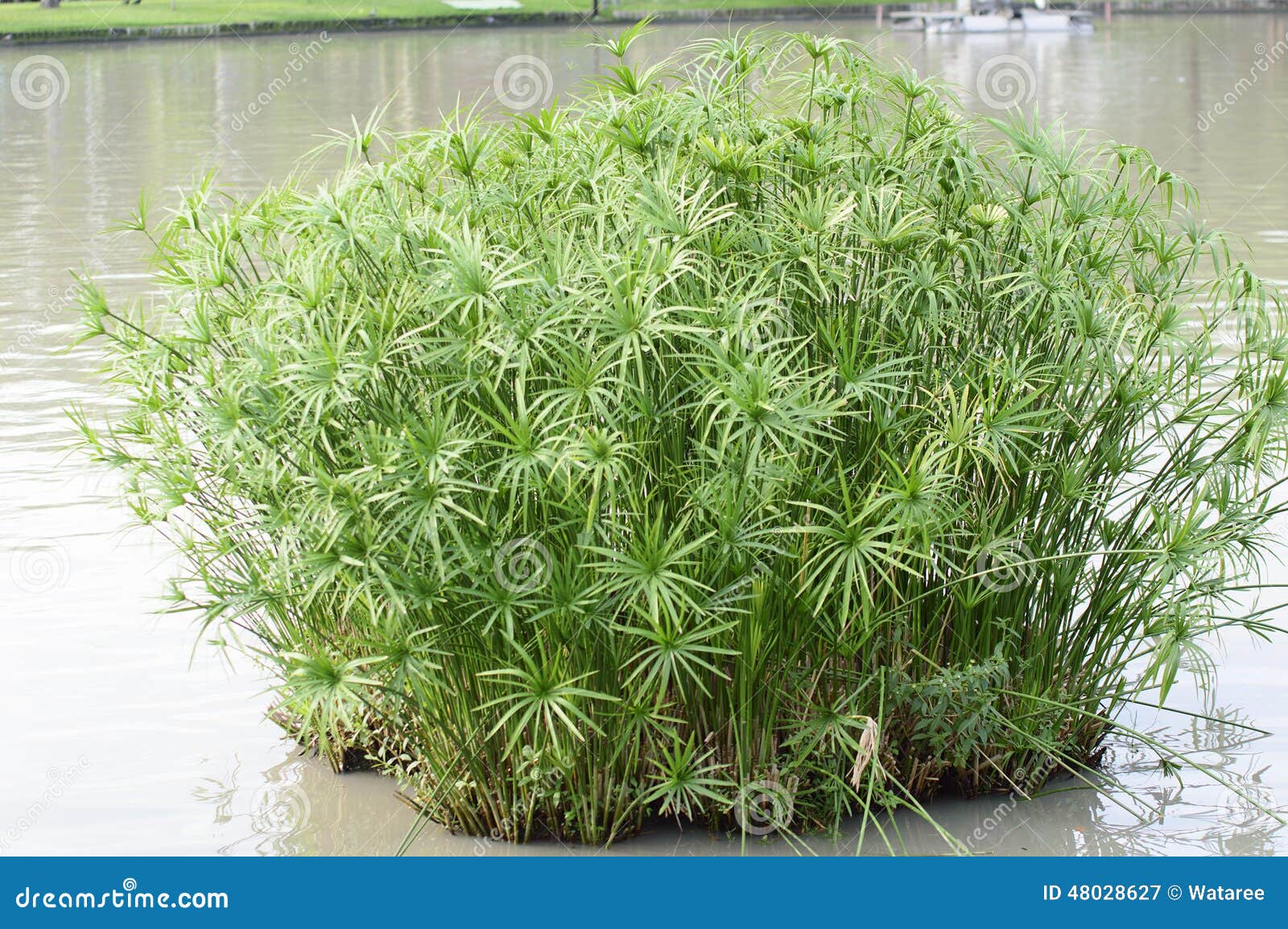 Papyrus grass stock image. Image of egyptian, color, like 48028627