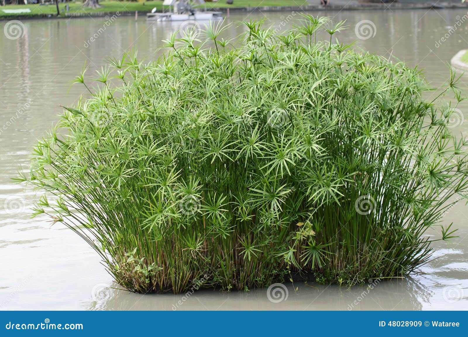 Papyrus grass stock image. Image of plant, cast, tropic 48028909