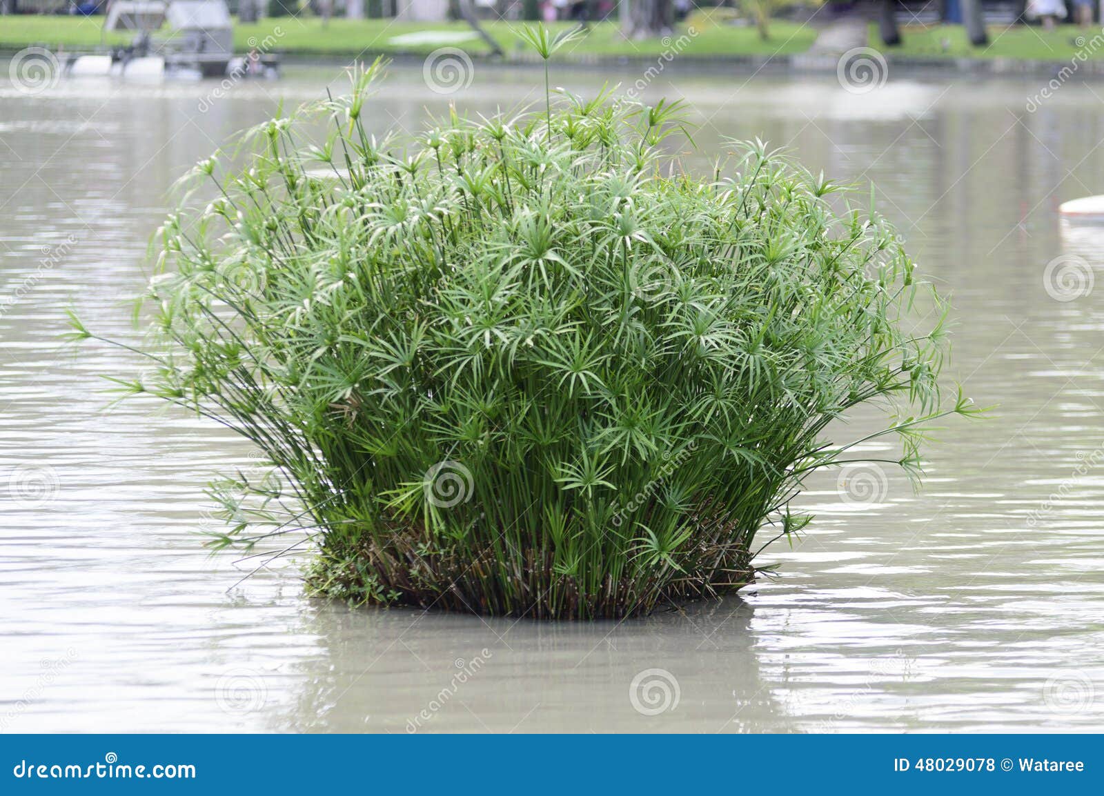 Papyrus grass stock photo. Image of shore, travel, africa 48029078