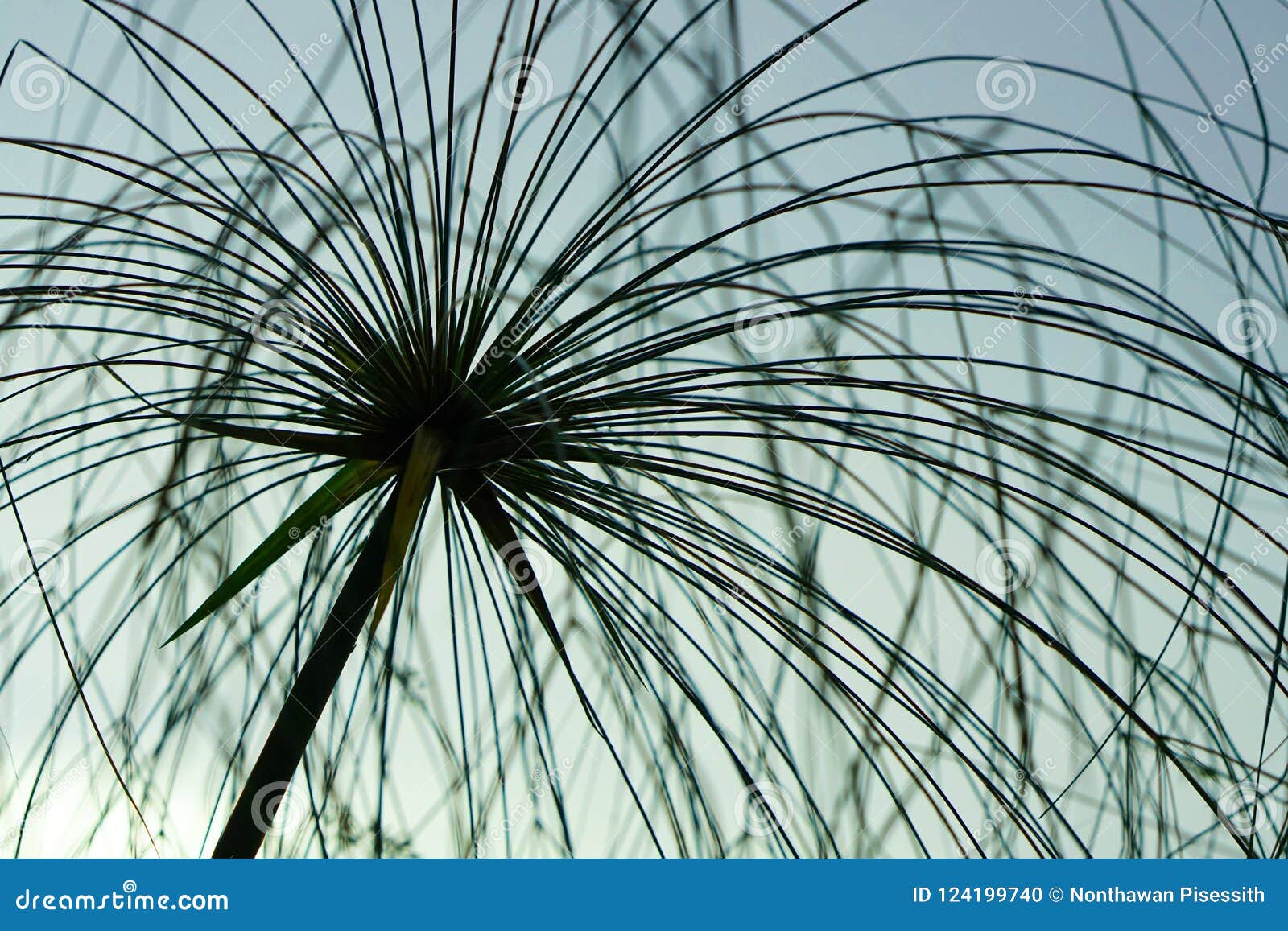 Papyrus Plant Reed Grass by River Stock Photo Image of growth, green