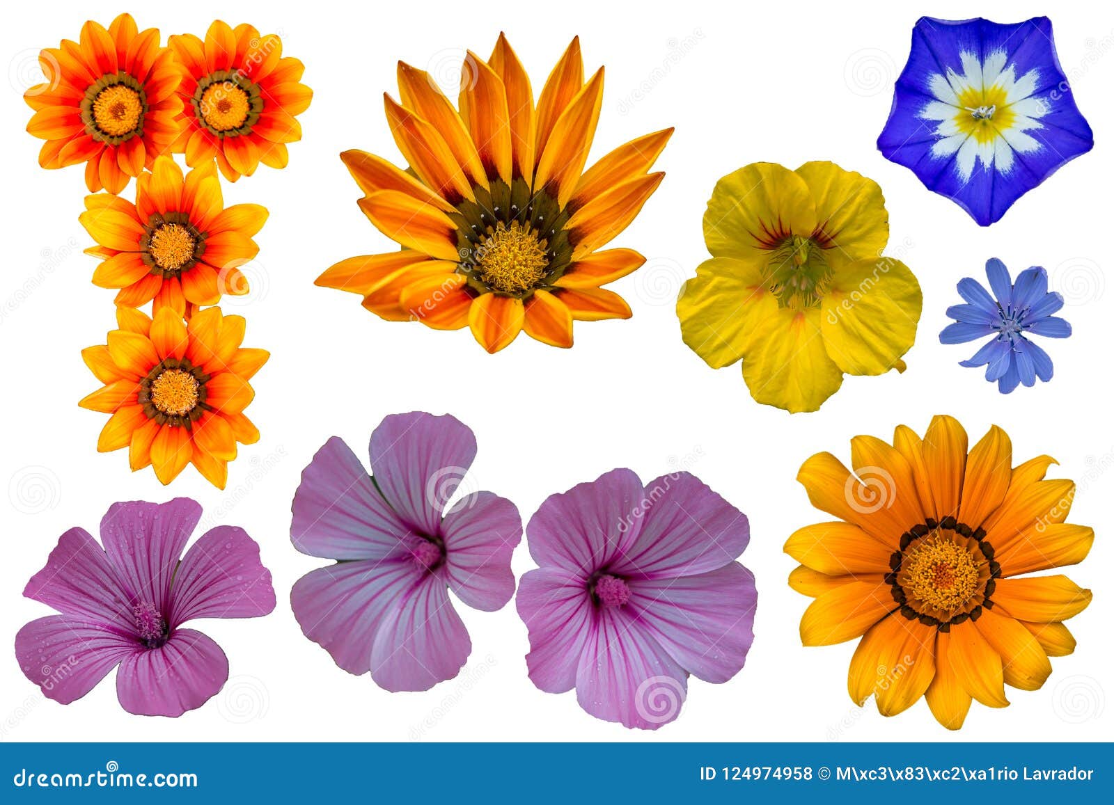 Paquete de varias flores foto de archivo. Imagen de verano - 124974958