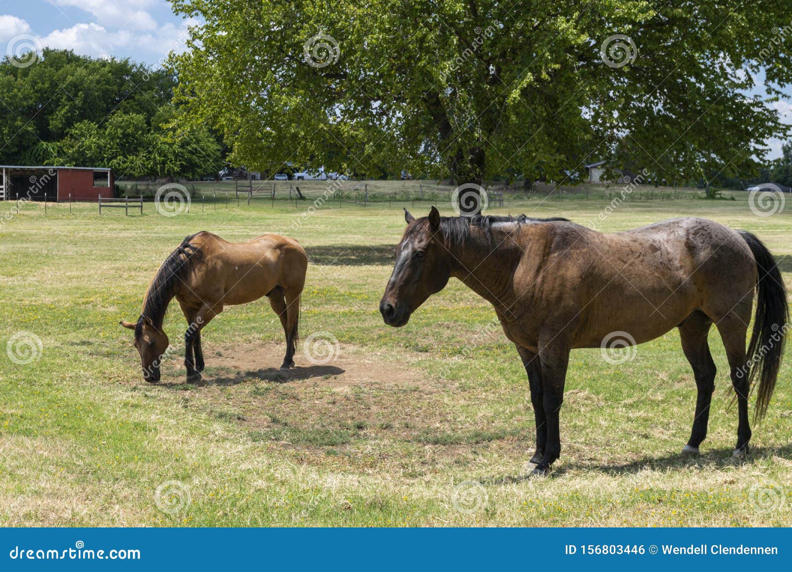 Cavalo Está Sentado Na Frente De Um Fundo Escuro, Fotos De Cavalos A Venda  Imagem de plano de fundo para download gratuito