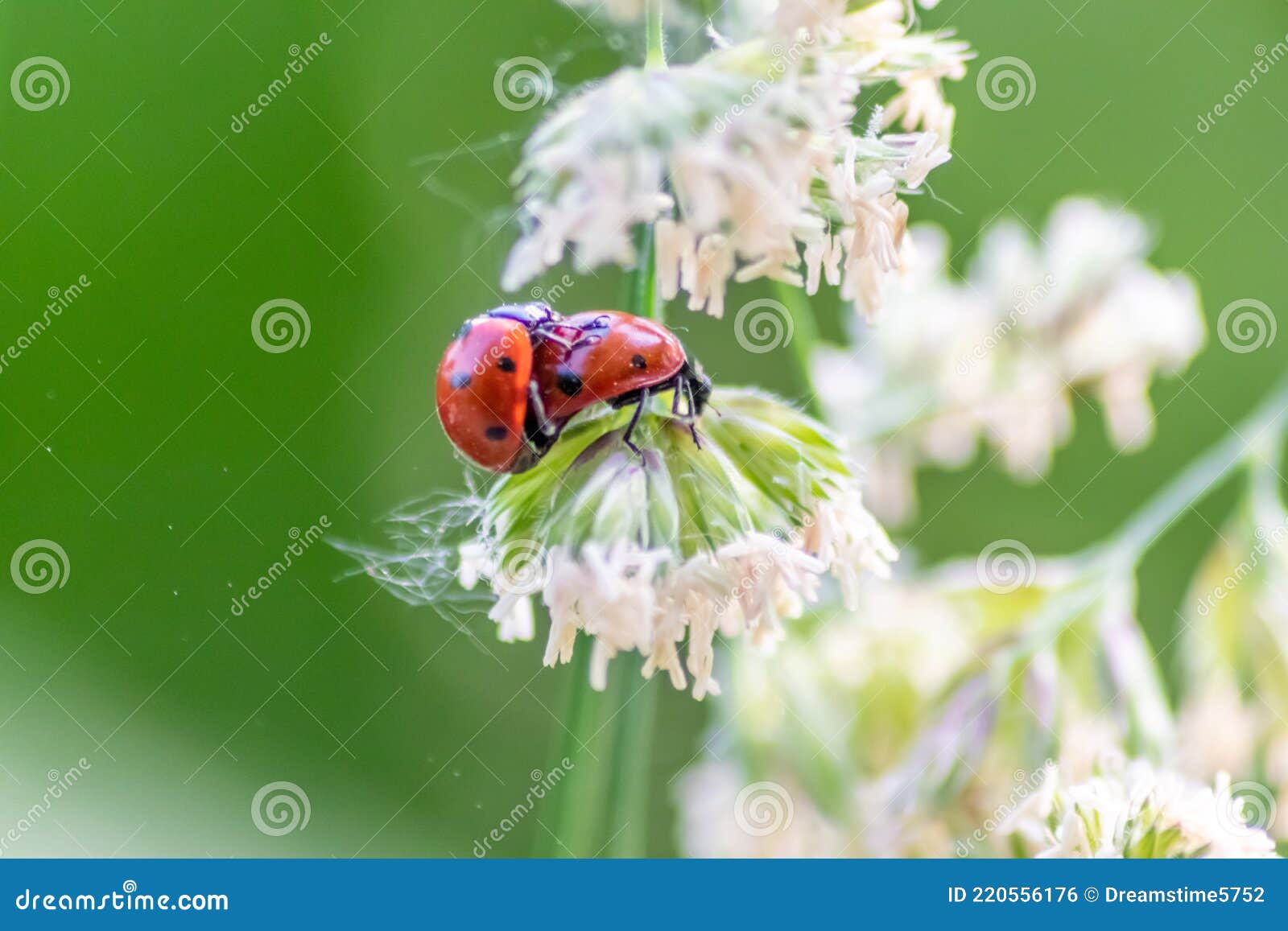 Par De Mariquitas Teniendo Sexo En Una Hoja Como Pareja En Primer Plano Para Crear La Planta De Próxima Generación Asesinos Piojos Foto de archivo - Imagen de copia, hermoso: 220556176 Par De Mariquitas Teniendo Sexo En Una Hoja Como Pareja En Primer Plano Para Crear La Planta De Próxima Generación Asesinos Piojos Foto de archivo - Imagen de copia, hermoso: 220556176