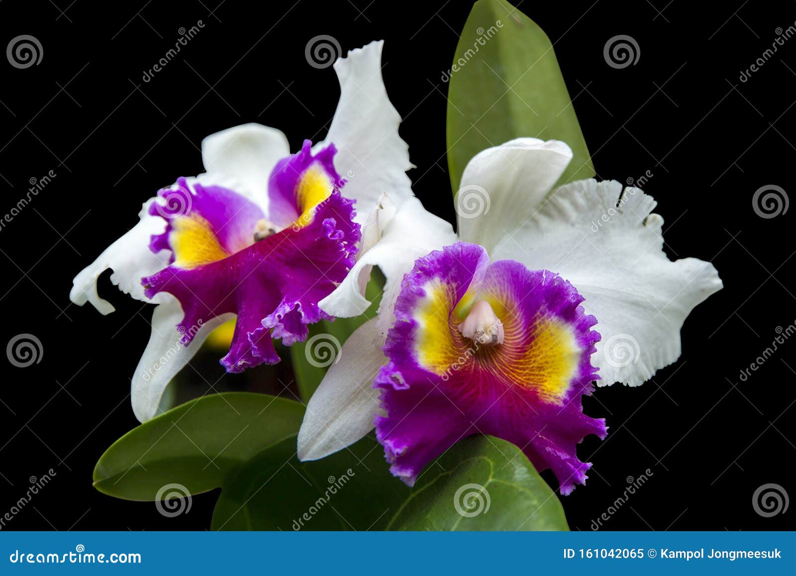 Par De Orquídeas Púrpura De Cattleya Fondo Negro Aislado, Enfoque Selectivo  Imagen de archivo - Imagen de vibrante, corte: 161042065