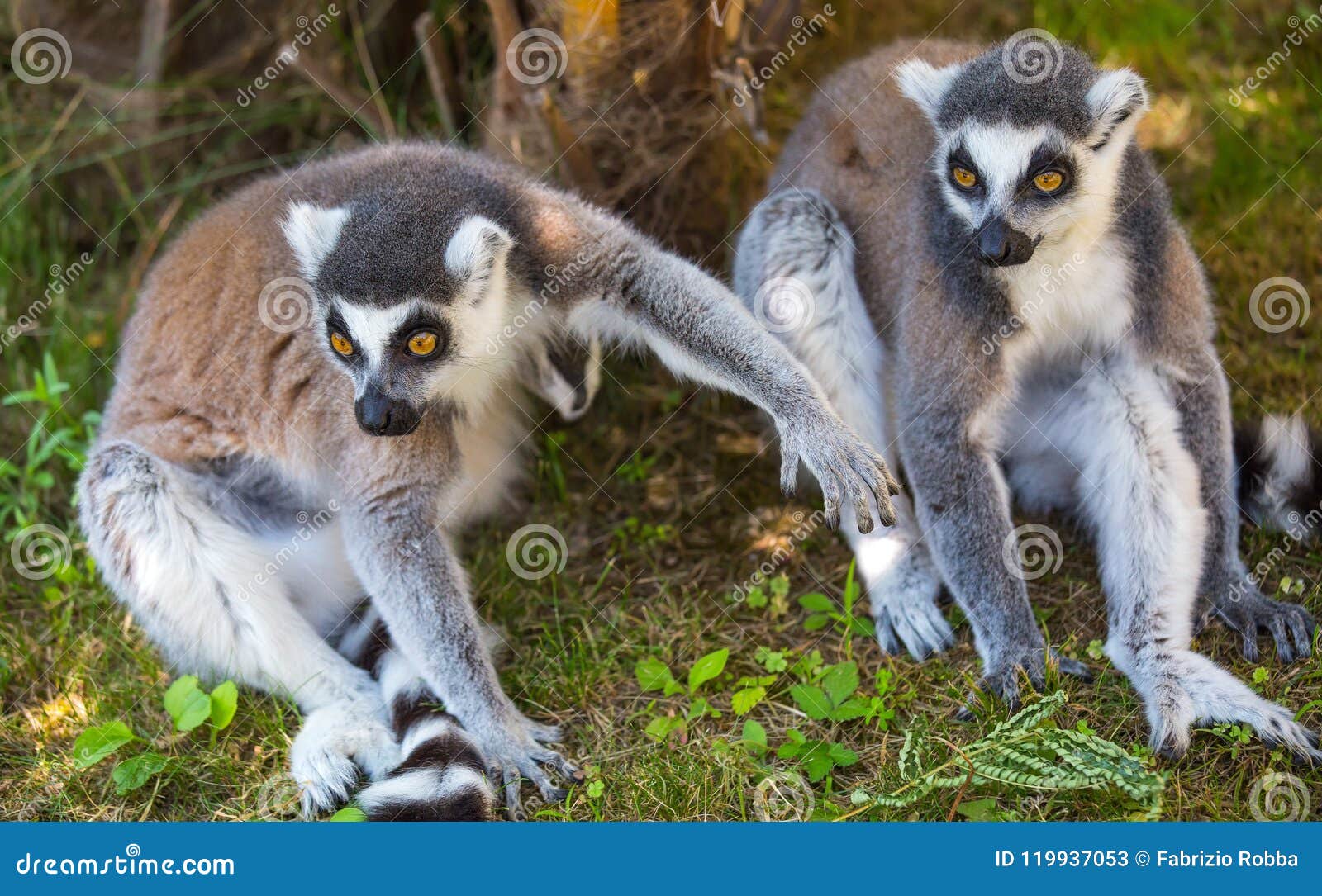 Para lemury siedzi na trawie obok drzewa