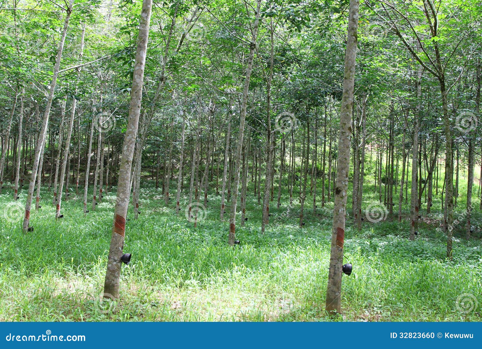 the para rubber tree plantation