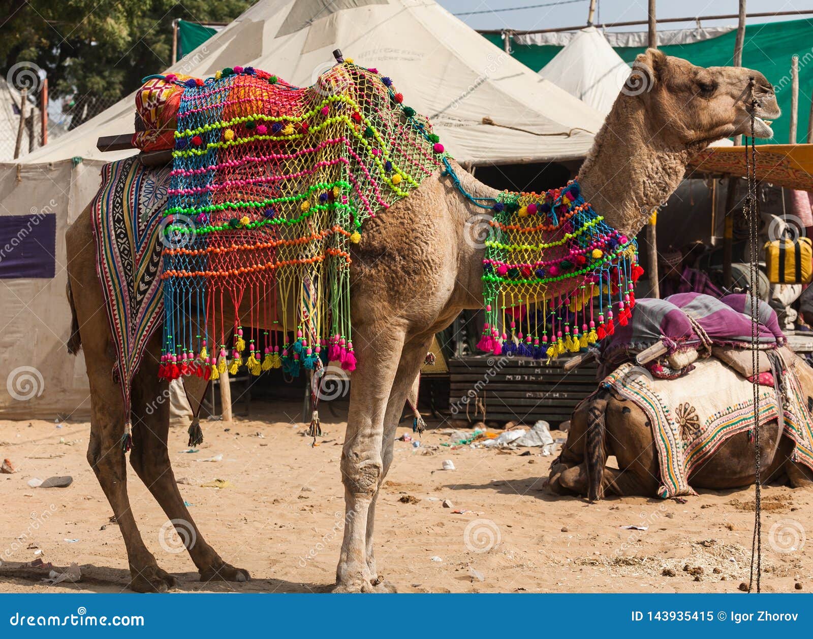 Para Vestir Para Arriba Un Camello En Un Festival En La India Imagen editorial - Imagen de exterior, asia: 143935415 Para Vestir Para Arriba Un Camello En Un Festival En La India Imagen editorial - Imagen de exterior, asia: 143935415