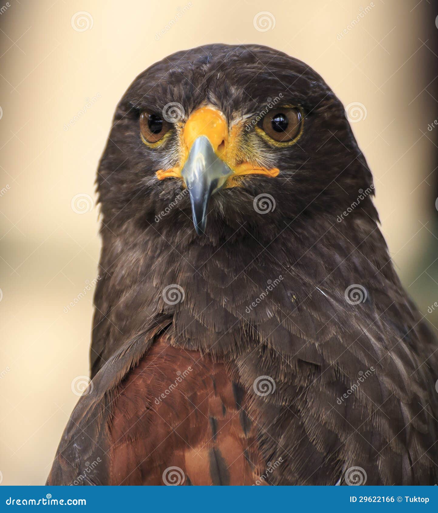 鹰：哈里斯鹰(Parabuteo Unicinctus) 库存照片- 图片包括有食肉动物, 羽毛: 29622166