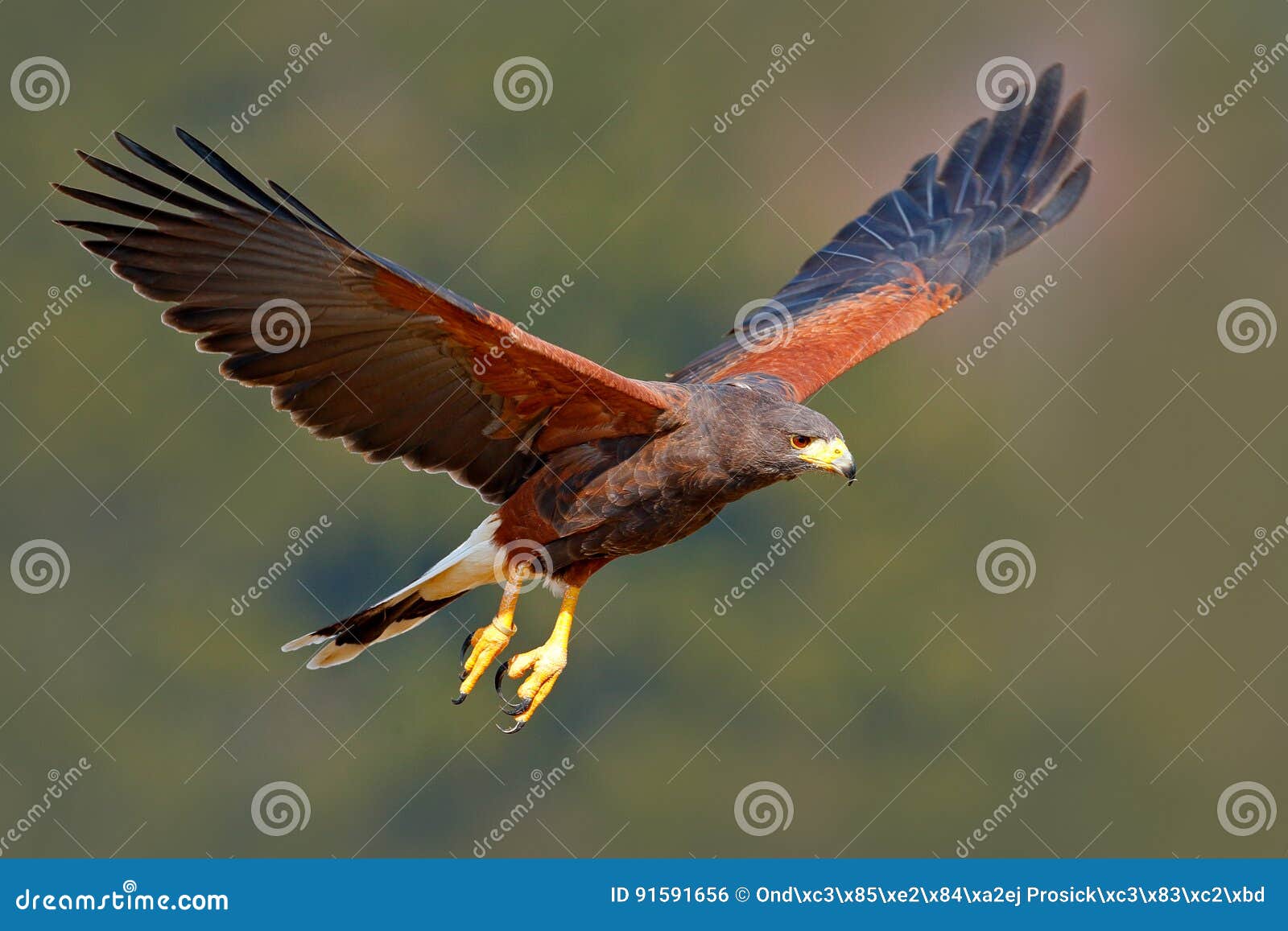 哈里斯鹰, Parabuteo Unicinctus, 降落。来自大自然的野生动物场景。飞行的鸟。飞翔的猛禽。野生动物场景库存照片- 图片包括有猎鹰,  牺牲者: 91591656