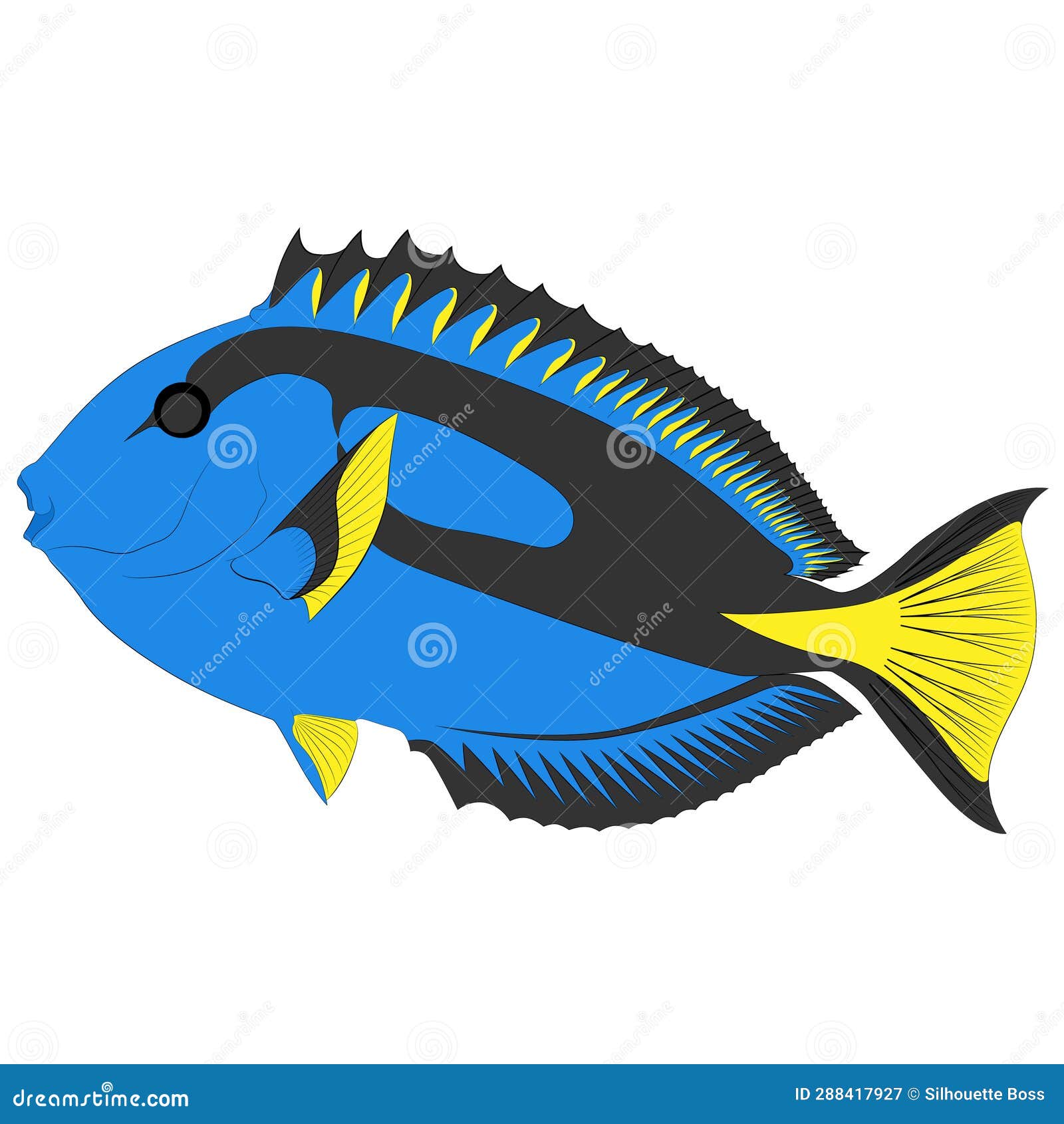 https://thumbs.dreamstime.com/z/paracanthurus-hepatus-blue-tang-doctor-fish-surgeonfish-flag-tail-graphic-illustrations-pallet-288417927.jpg