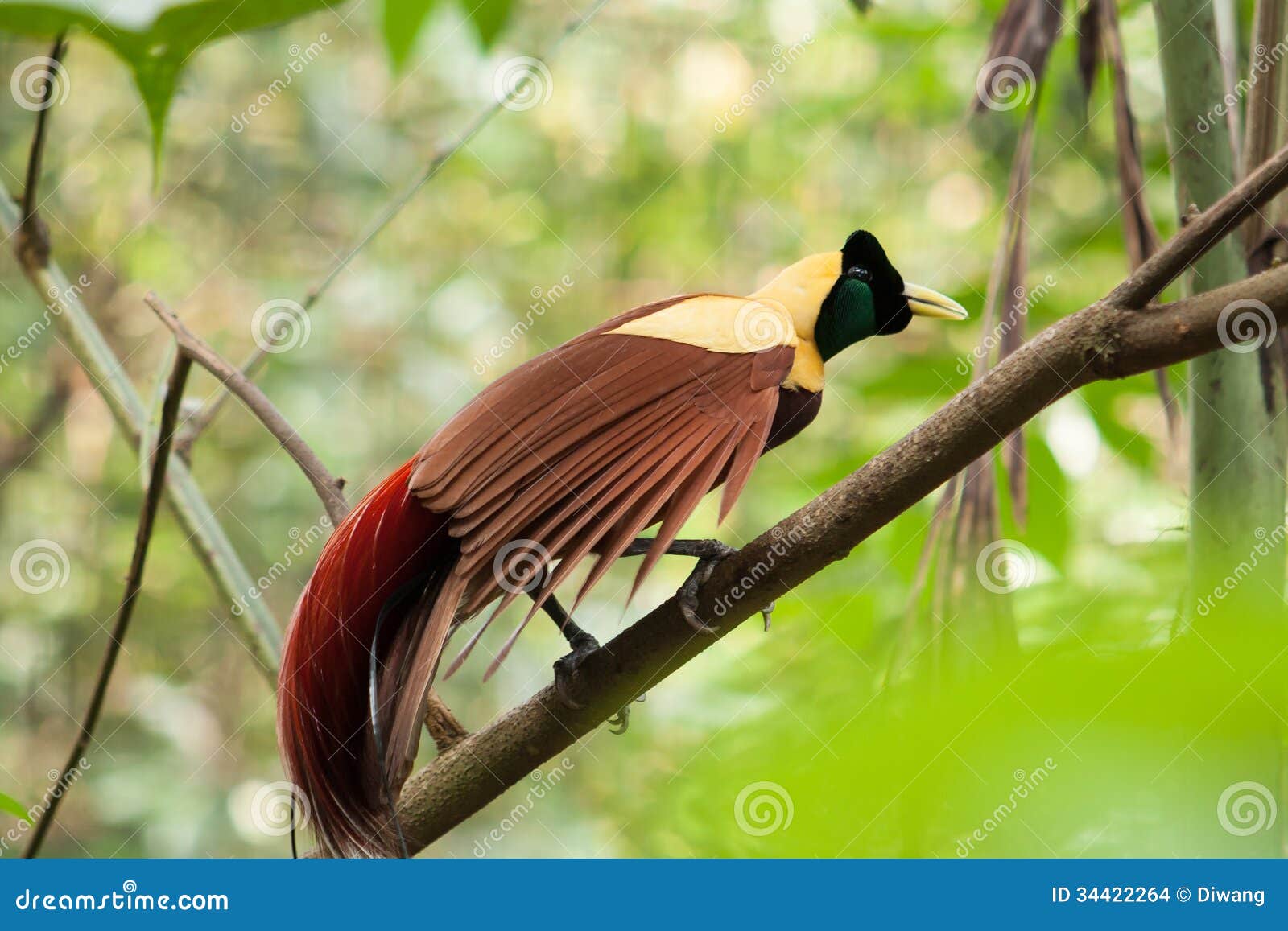 Paradiesvögel stockfoto. Bild von nave, schnabel, schön - 34422264