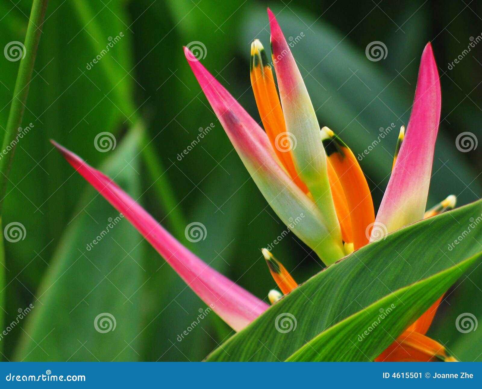 Paradis Doiseau De Fleur De Heliconia Image Stock Image