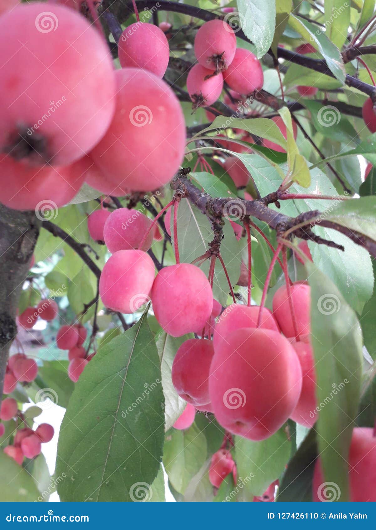 Paradise Apple stock photo. Image of beautiful, summer 127426110