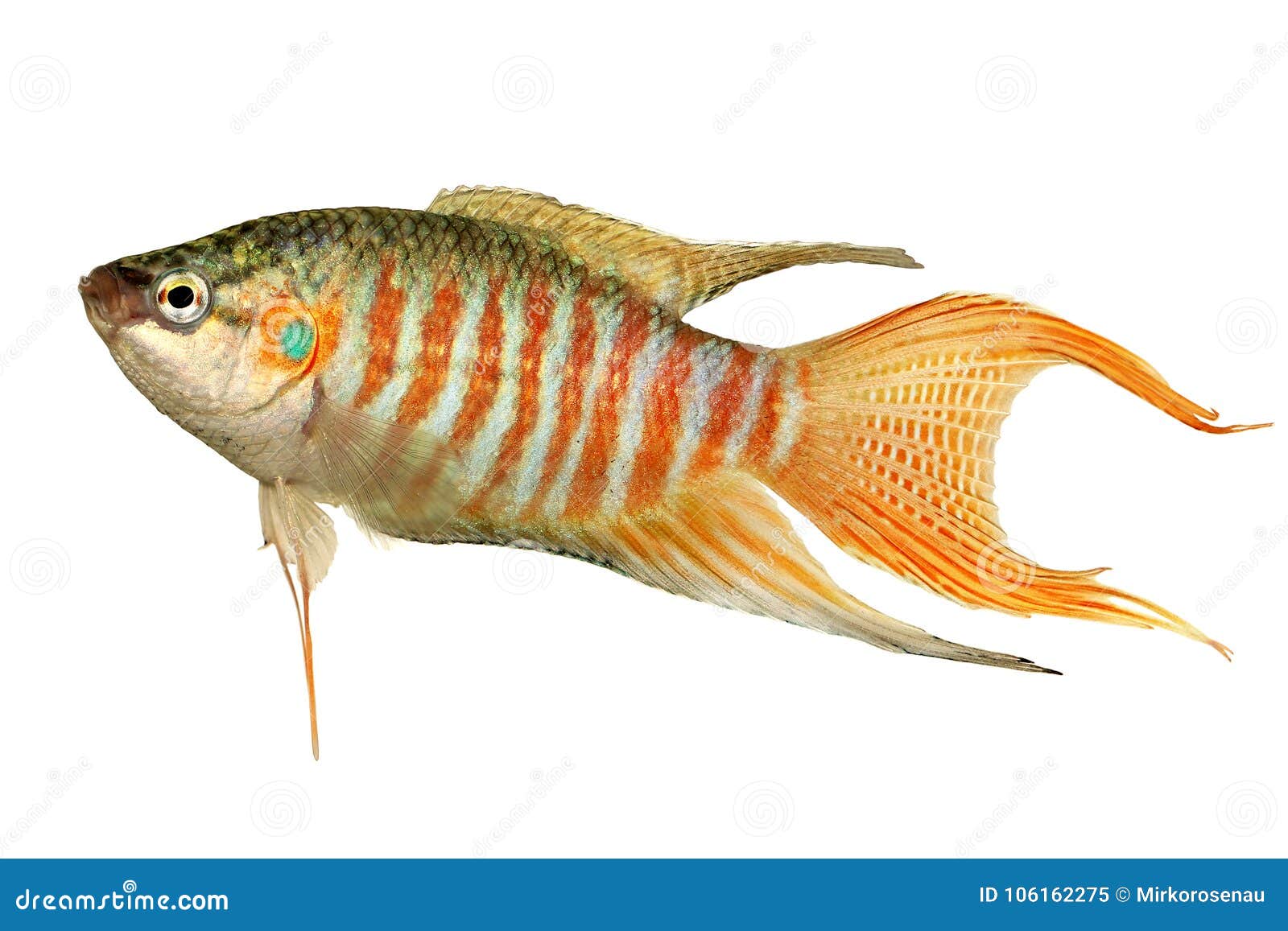 paradise fish gourami macropodus opercularis tropical aquarium fish