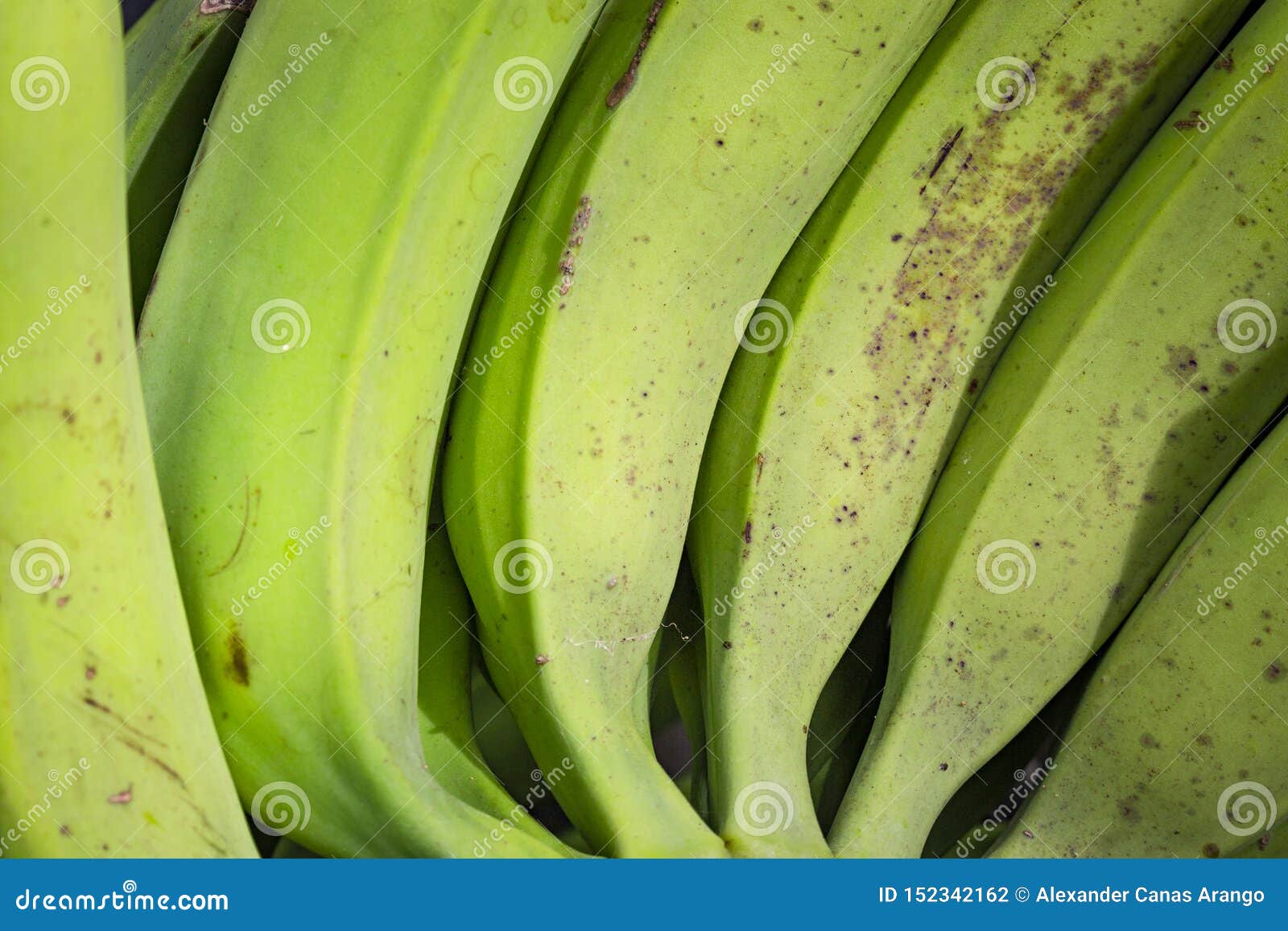 group of green bananas for sale