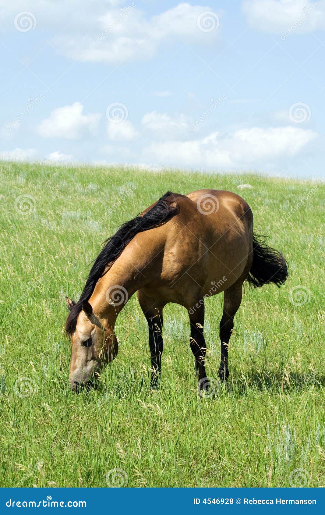 Dicas e Curiosidades sobre Cavalos, image size:1067x1690