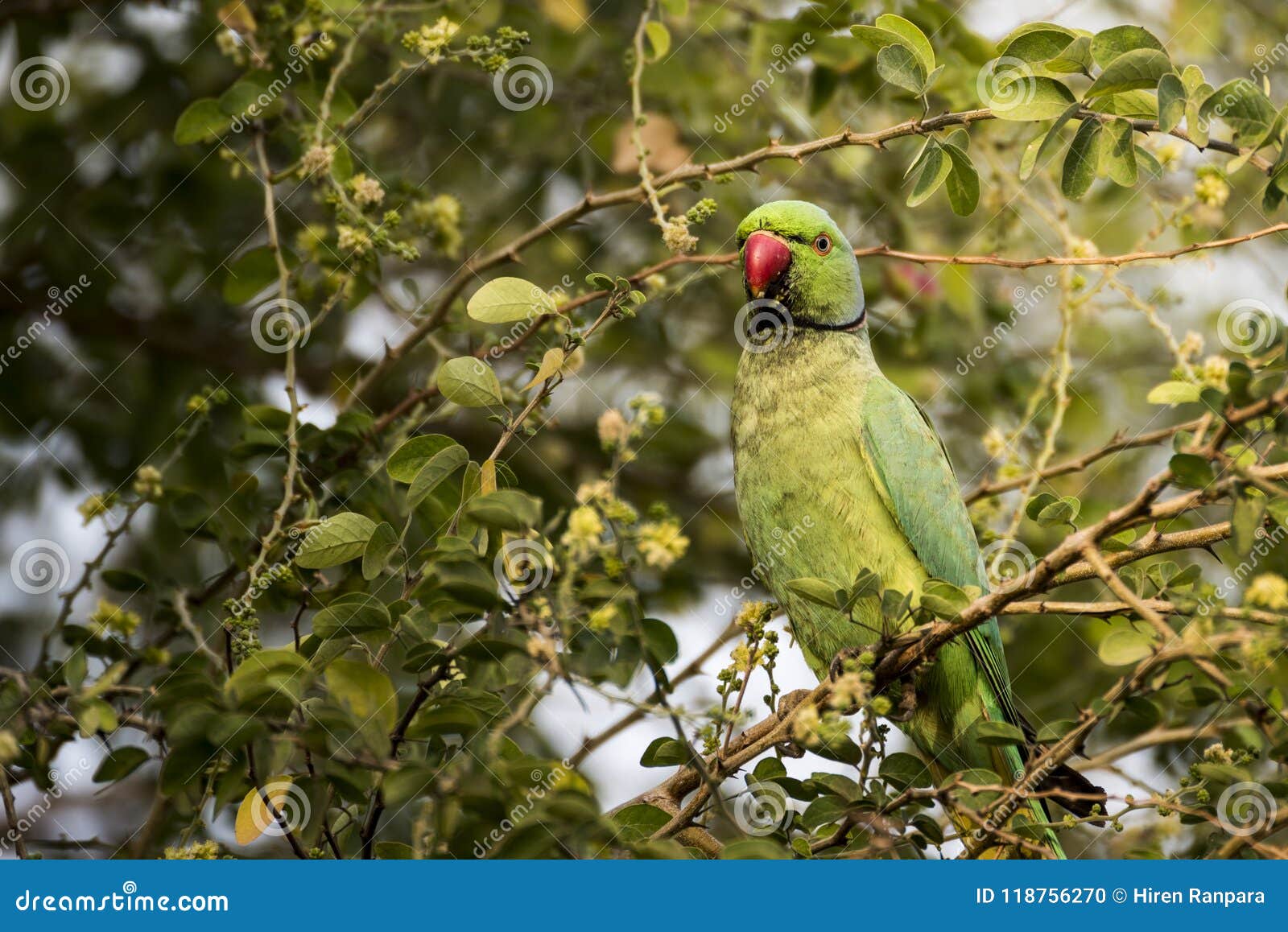 Rose-ringed Parakeet | The Rose-ringed Parakeet has establis… | Flickr