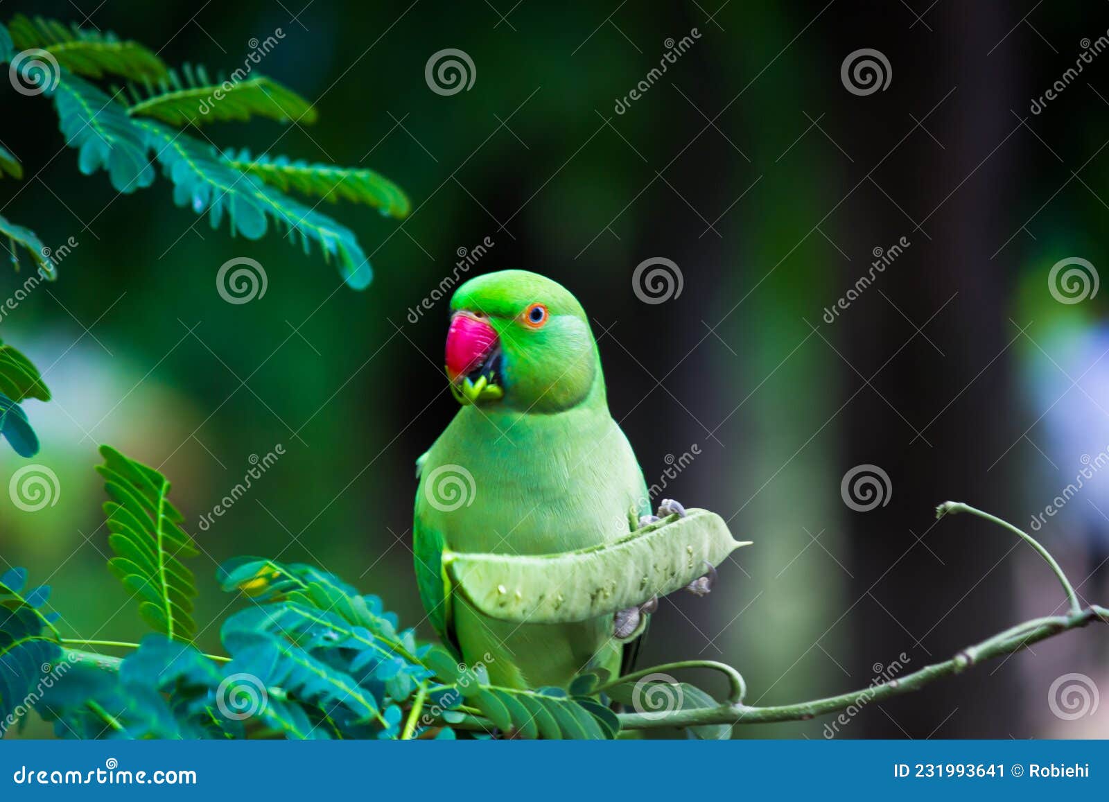 portrait of a cute rose ringed parakeet or also known as the green parrot sitting on top of the tree and eating