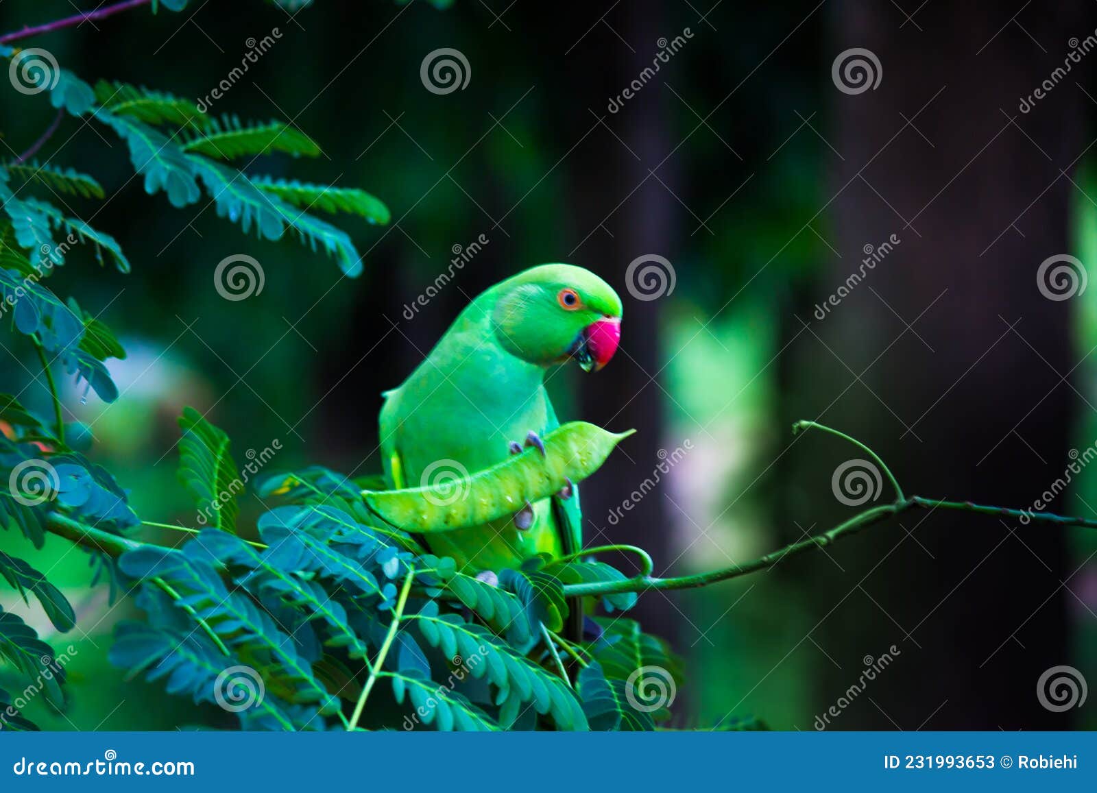 portrait of a beautiful rose ringed parakeet or also known as the green parrot sitting on top of the tree and eating