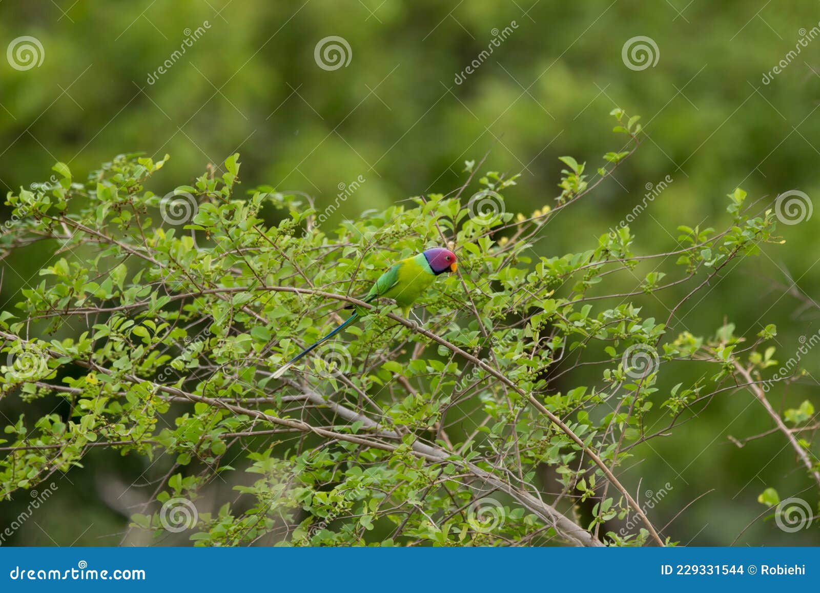 rose ringed parakeet or also known as the green parrot sitting on top of the tree