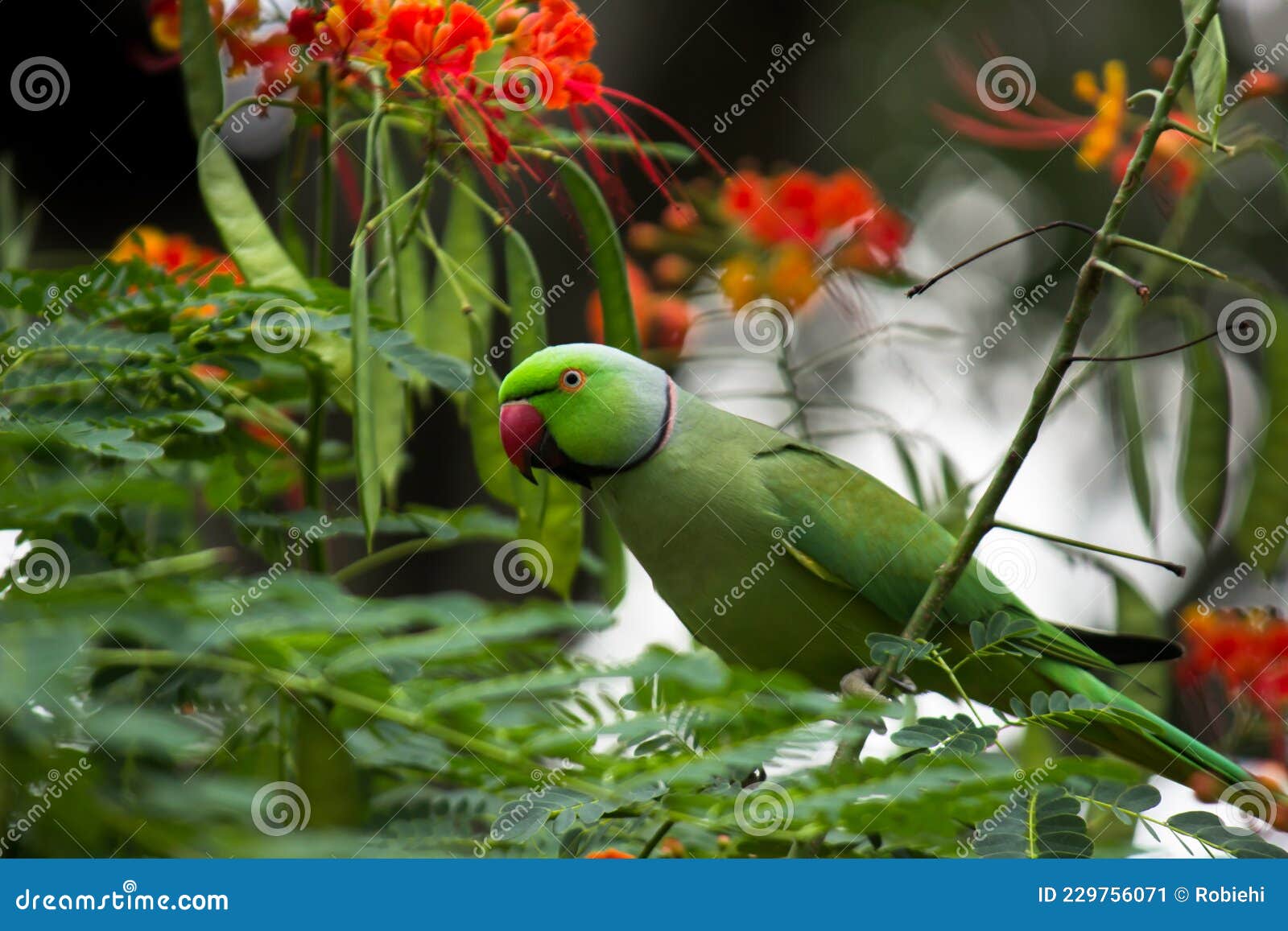 a cute rose ringed parakeet or also known as the green parrot sitting on top of the tree