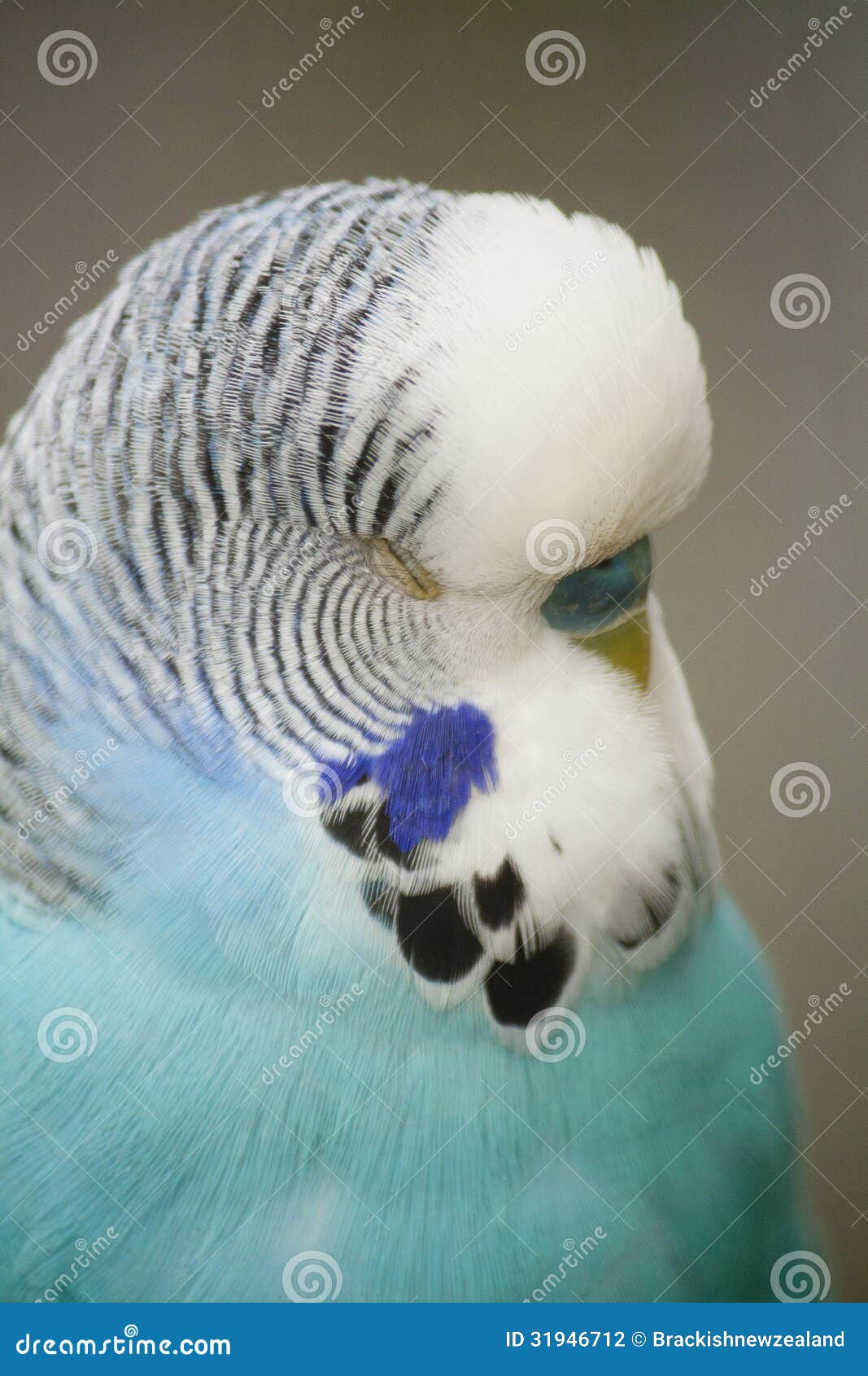 Parakeet/Budgie stock photo. Image of cute, blue, happy 31946712