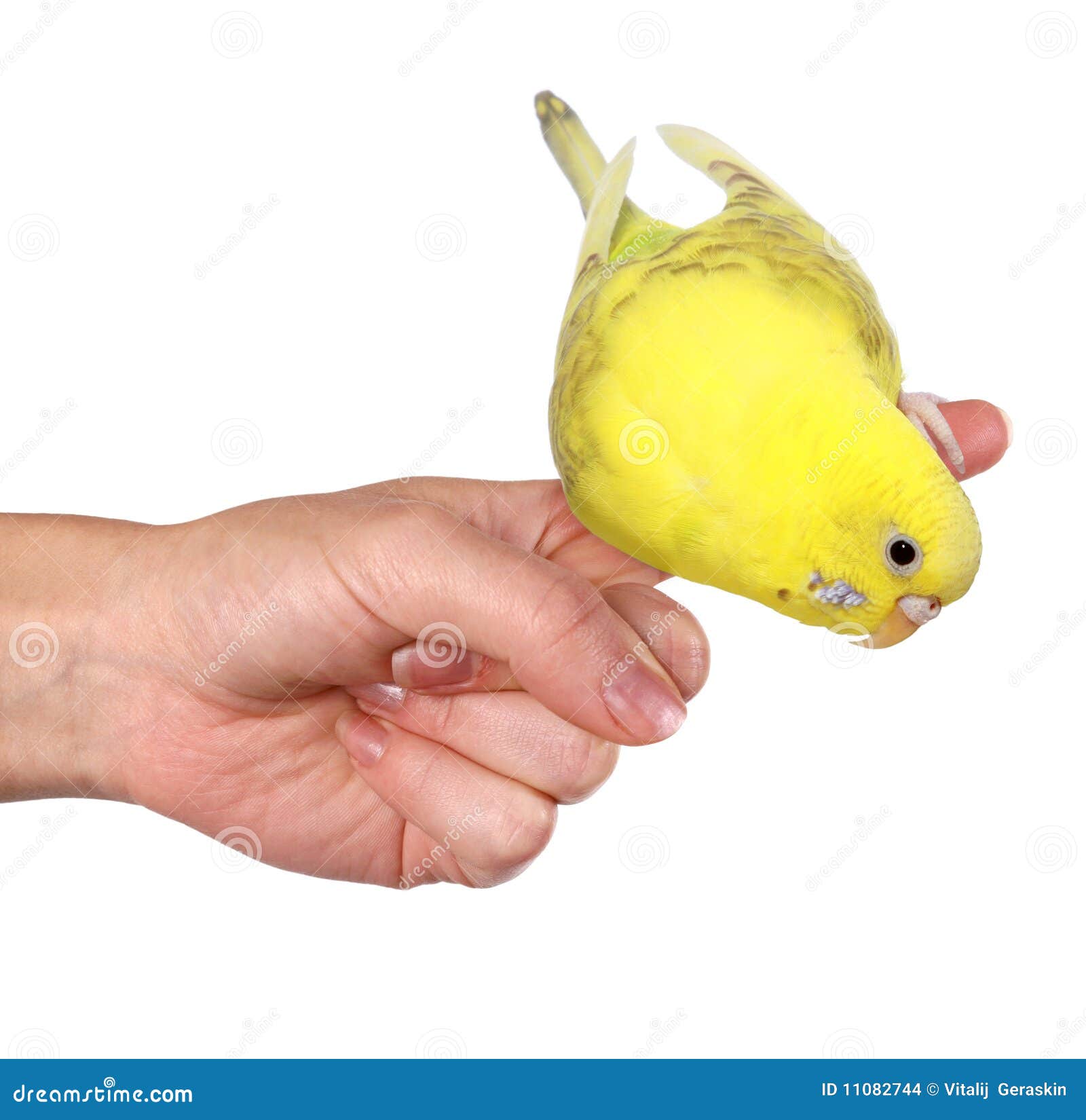 Parakeet (Budgie) Perched On Finger Stock Photo Image of bright, tame 11082744