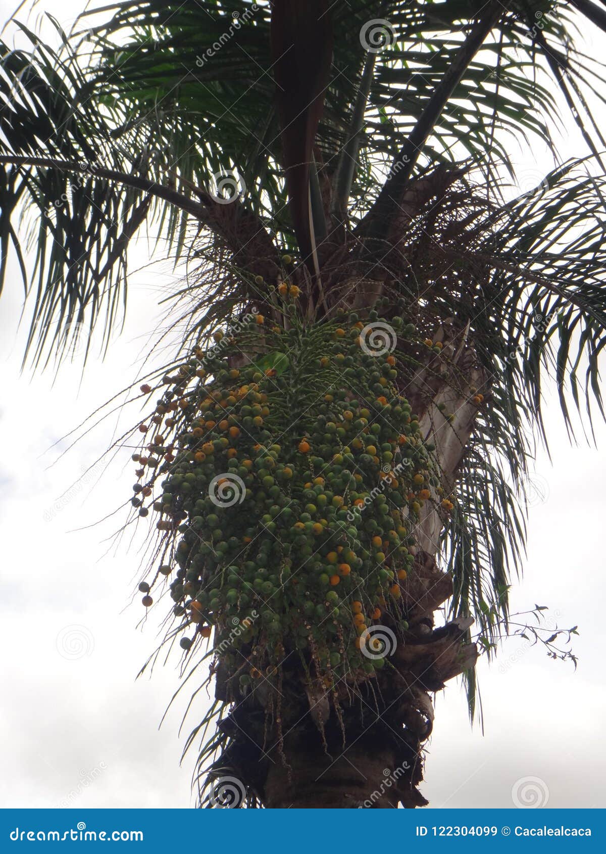 parakeet on clusters of immature and mature fruit of syagrus romanzoffiana