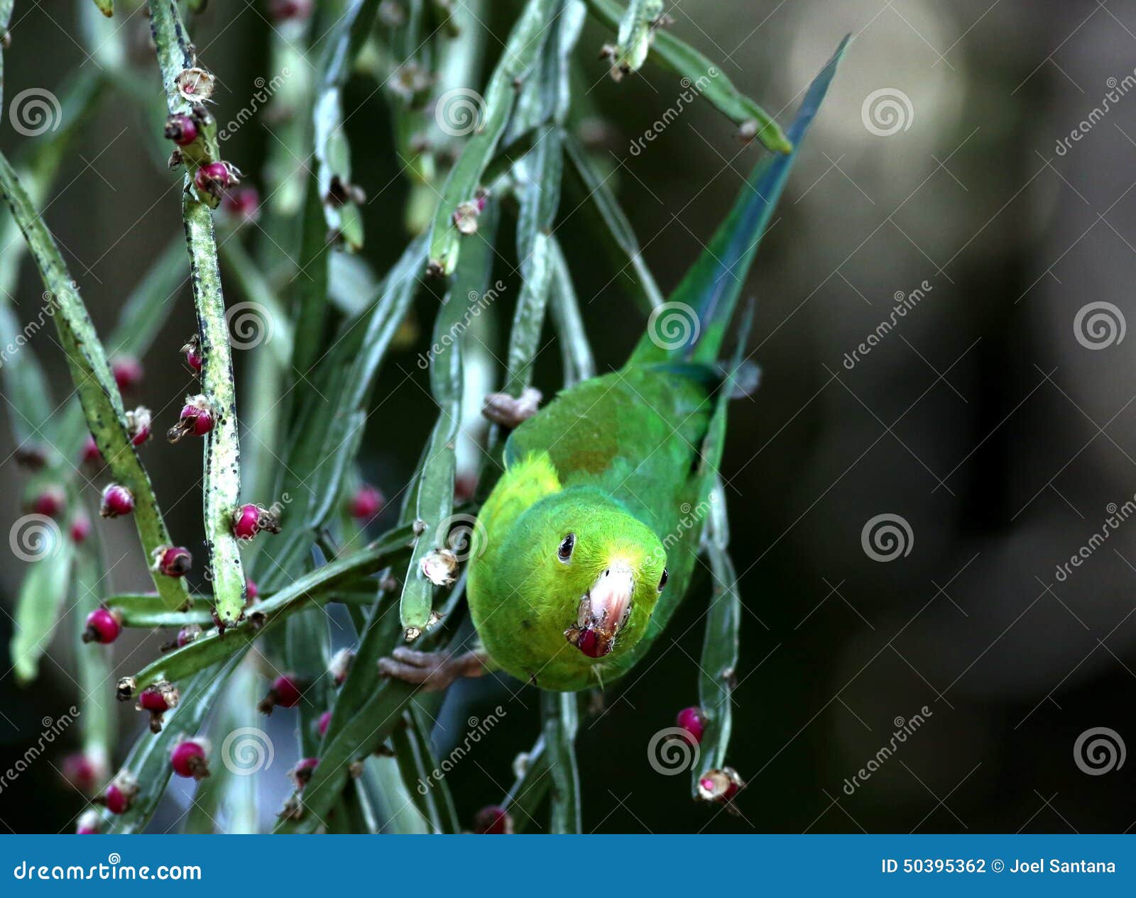 Parakeet eating fruit stock photo. Image of bird, winged 50395362