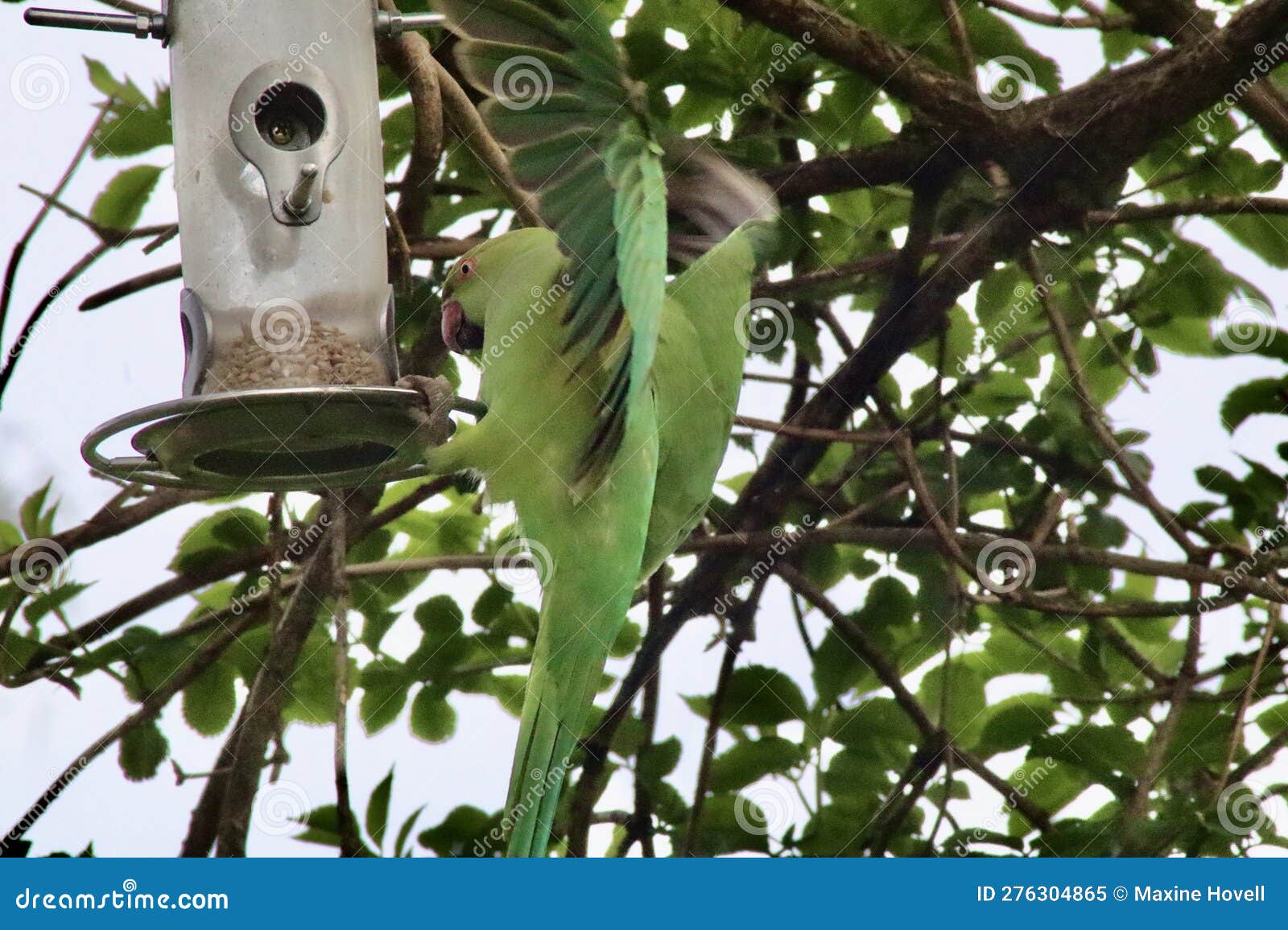 parakeet flapping wings for balance