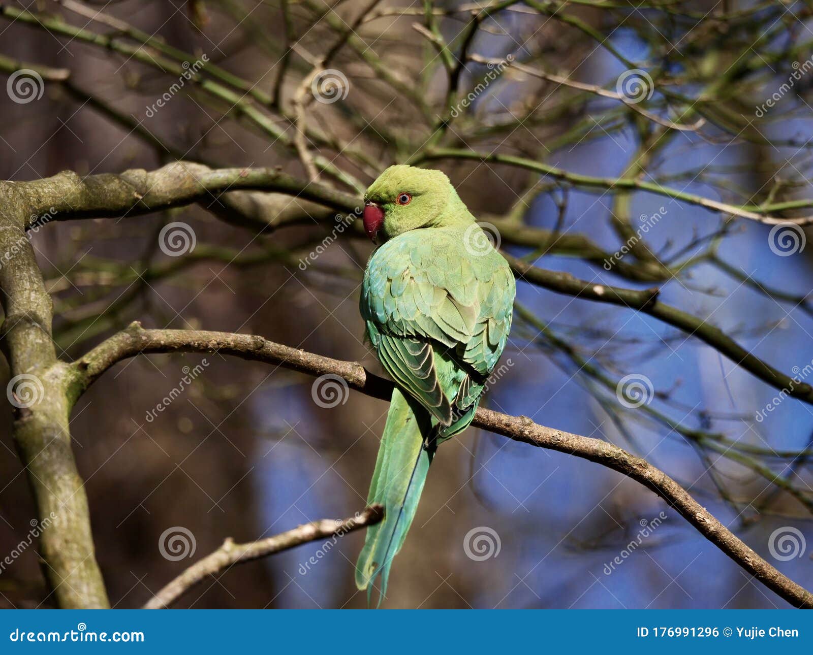 parakeet on the tree in richmond park, london