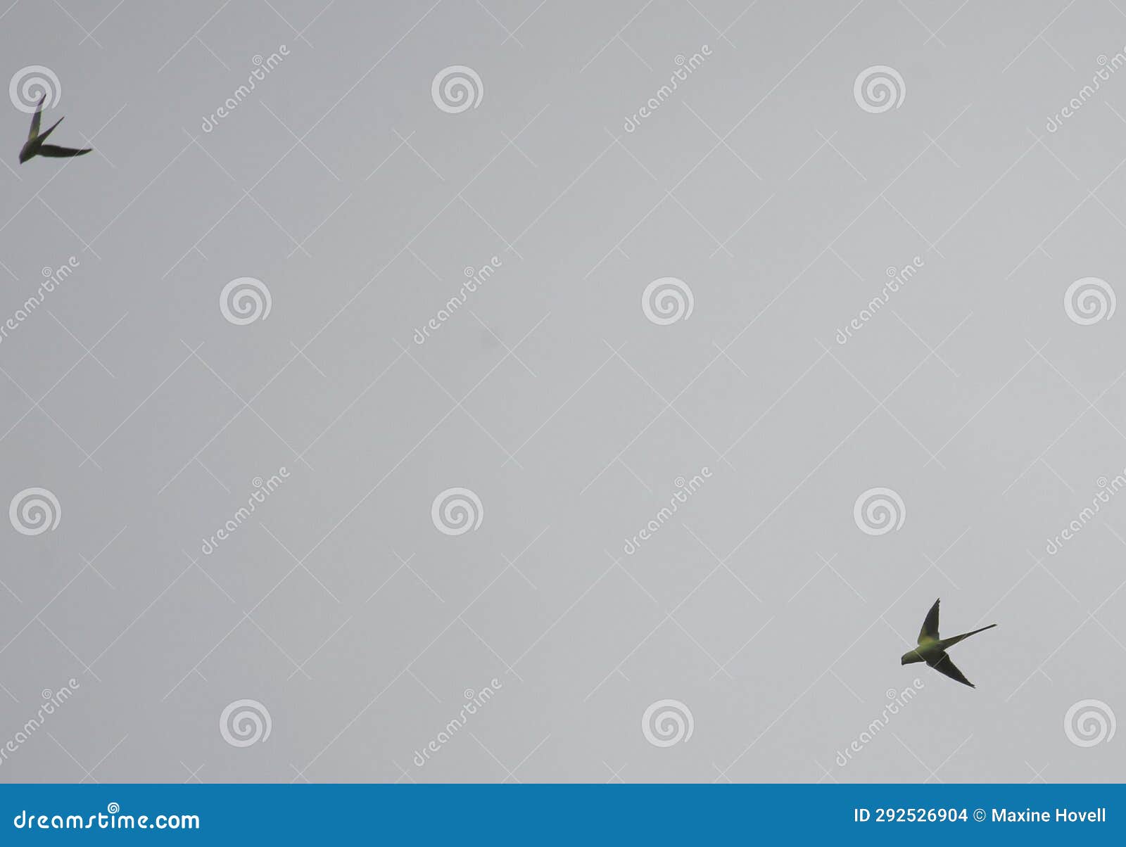 Parakeets in flight stock photo. Image of parakeet, text 292526904