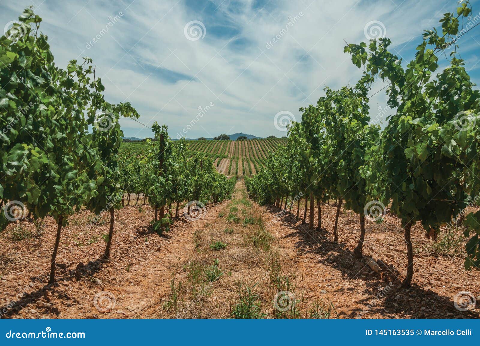 Parallel Vines Going Up The Hill In A Vineyard Near ...