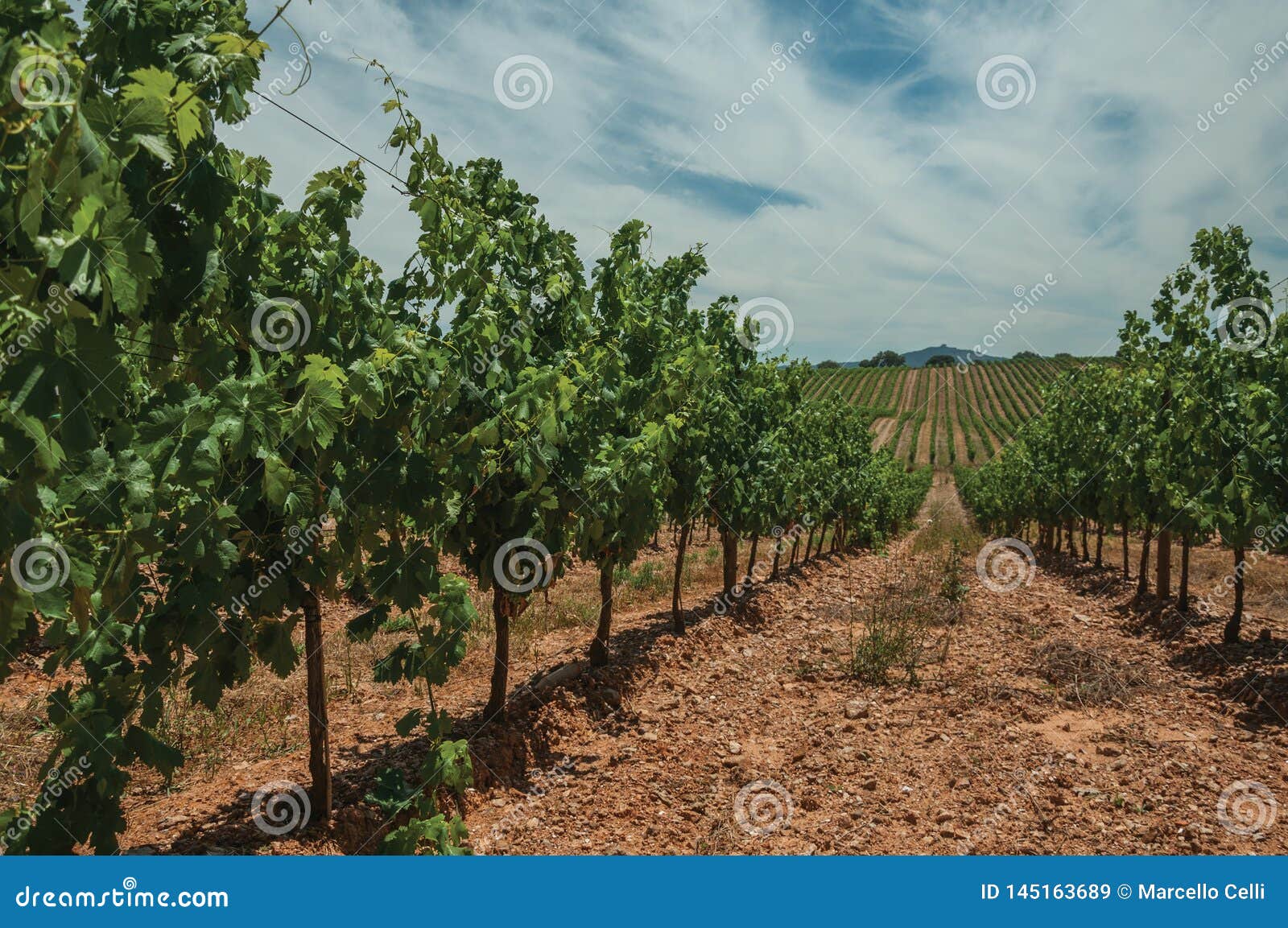 Parallel Vines Going Up The Hill In A Vineyard Near ...
